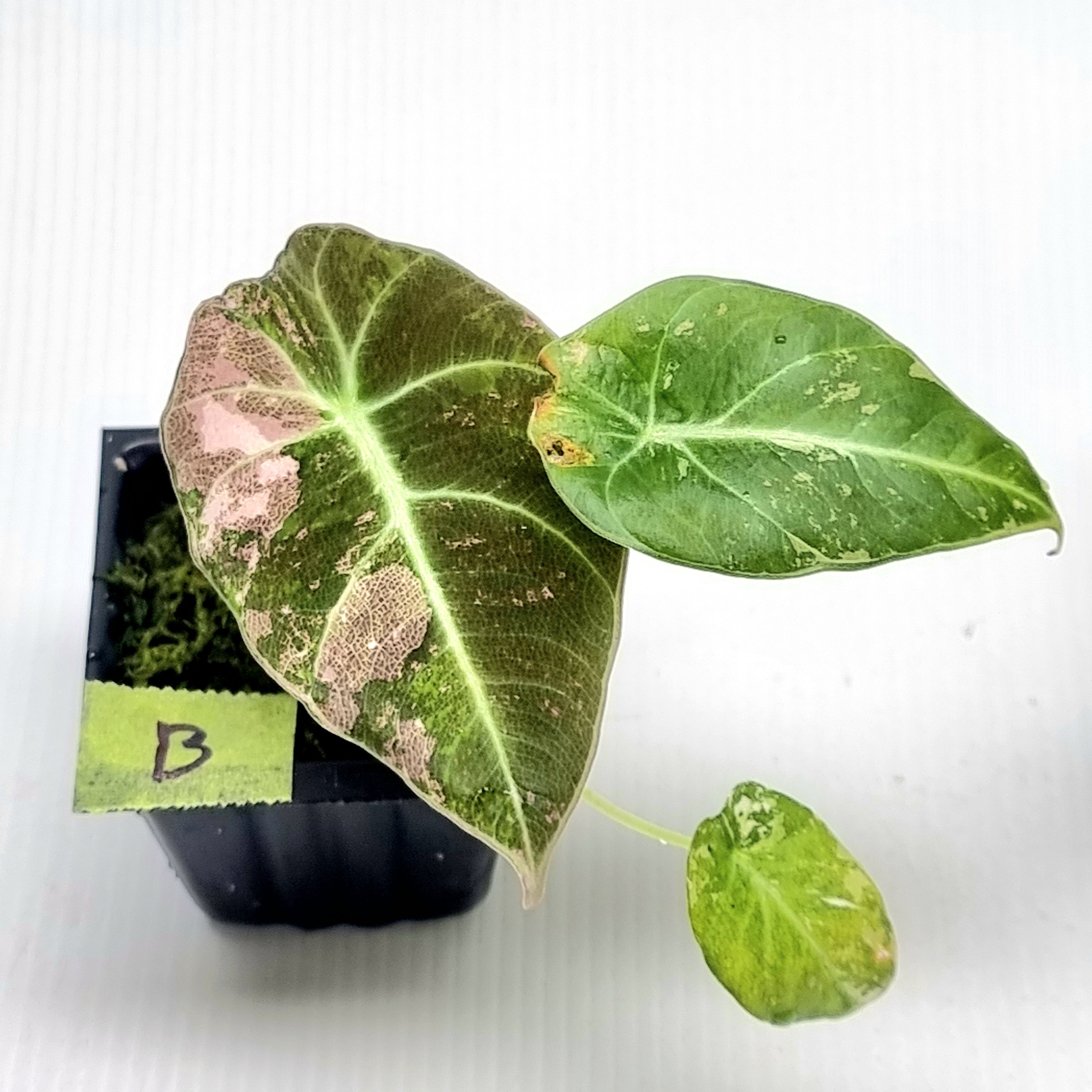 Alocasia black velvet Pink Variegated – Flora Magnifica Australia