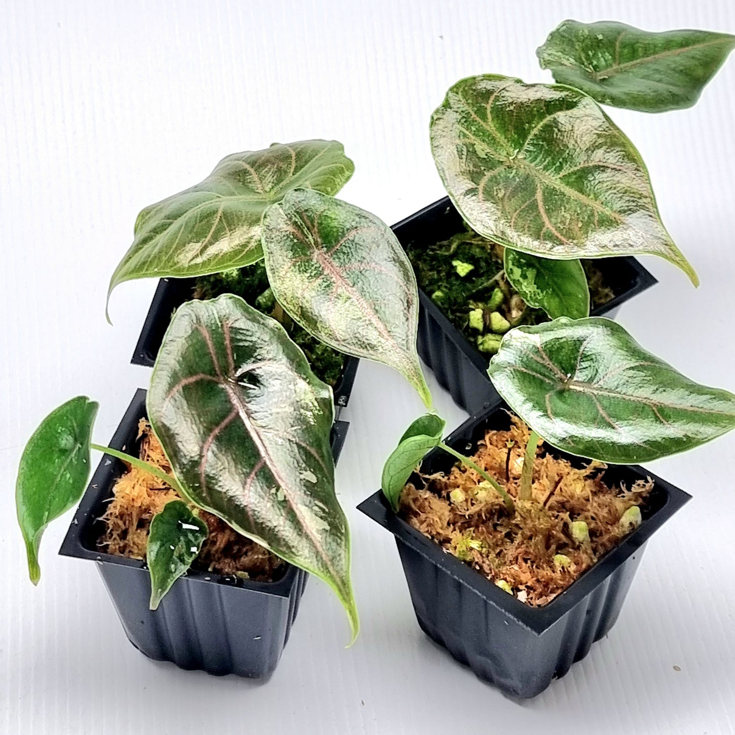 Alocasia azlanii Pink LOW variegated