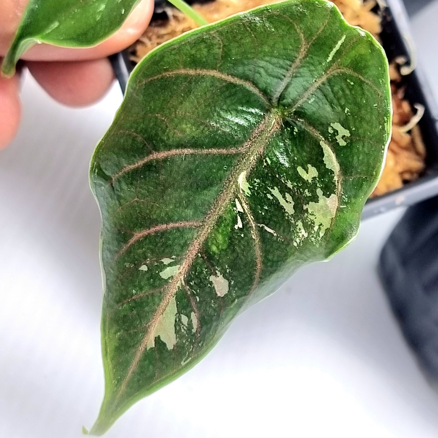 Alocasia azlanii Pink LOW variegated