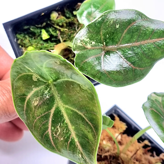 Alocasia azlanii Pink LOW variegated