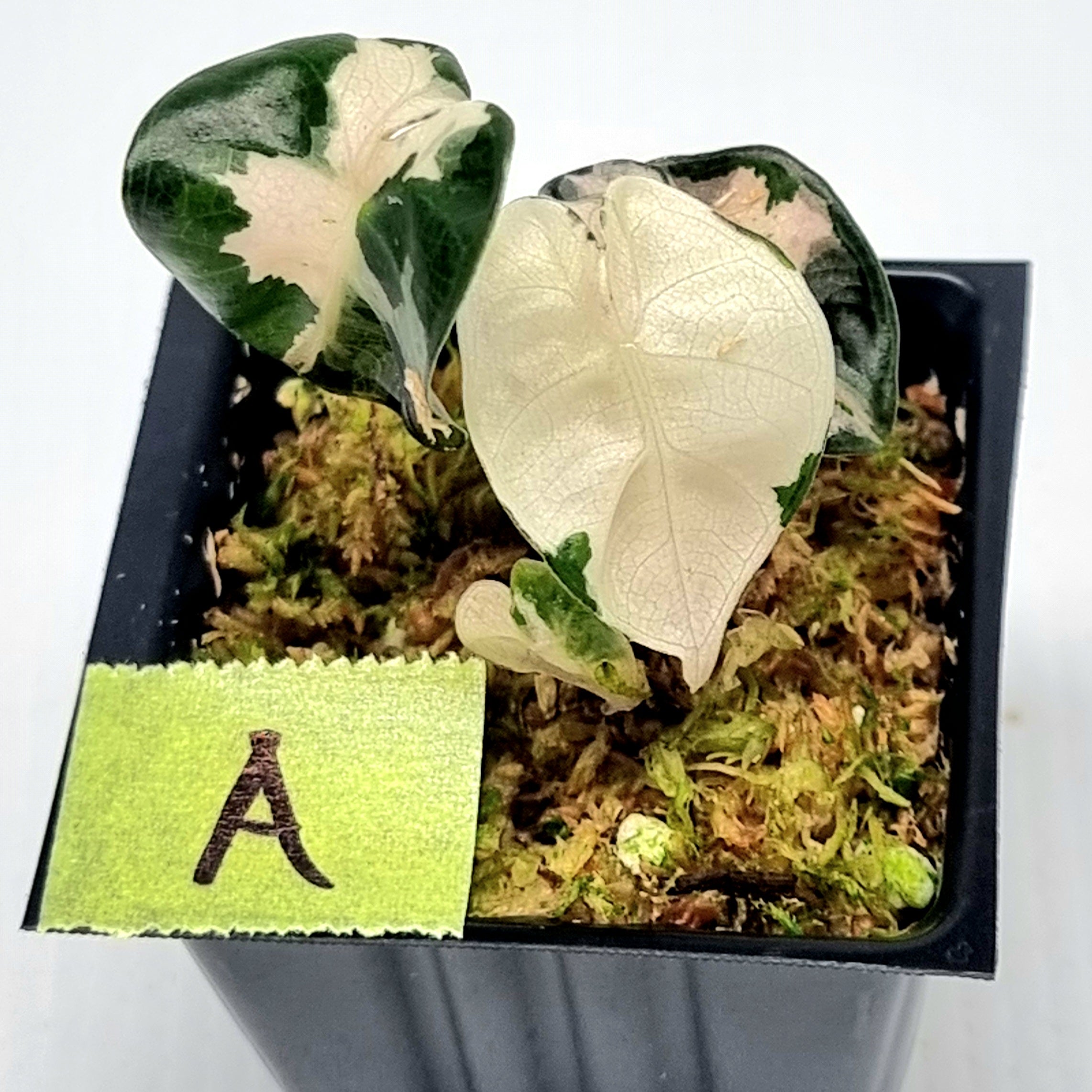 Alocasia Heart Balloon Pink Variegated – Flora Magnifica Australia