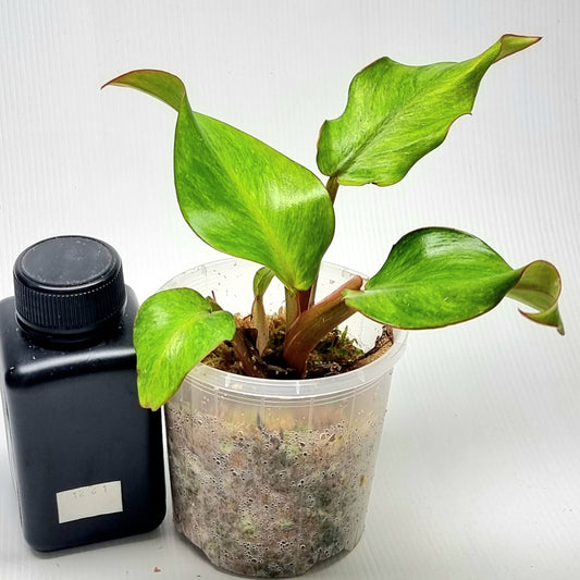 Philodendron Orange Marmalade