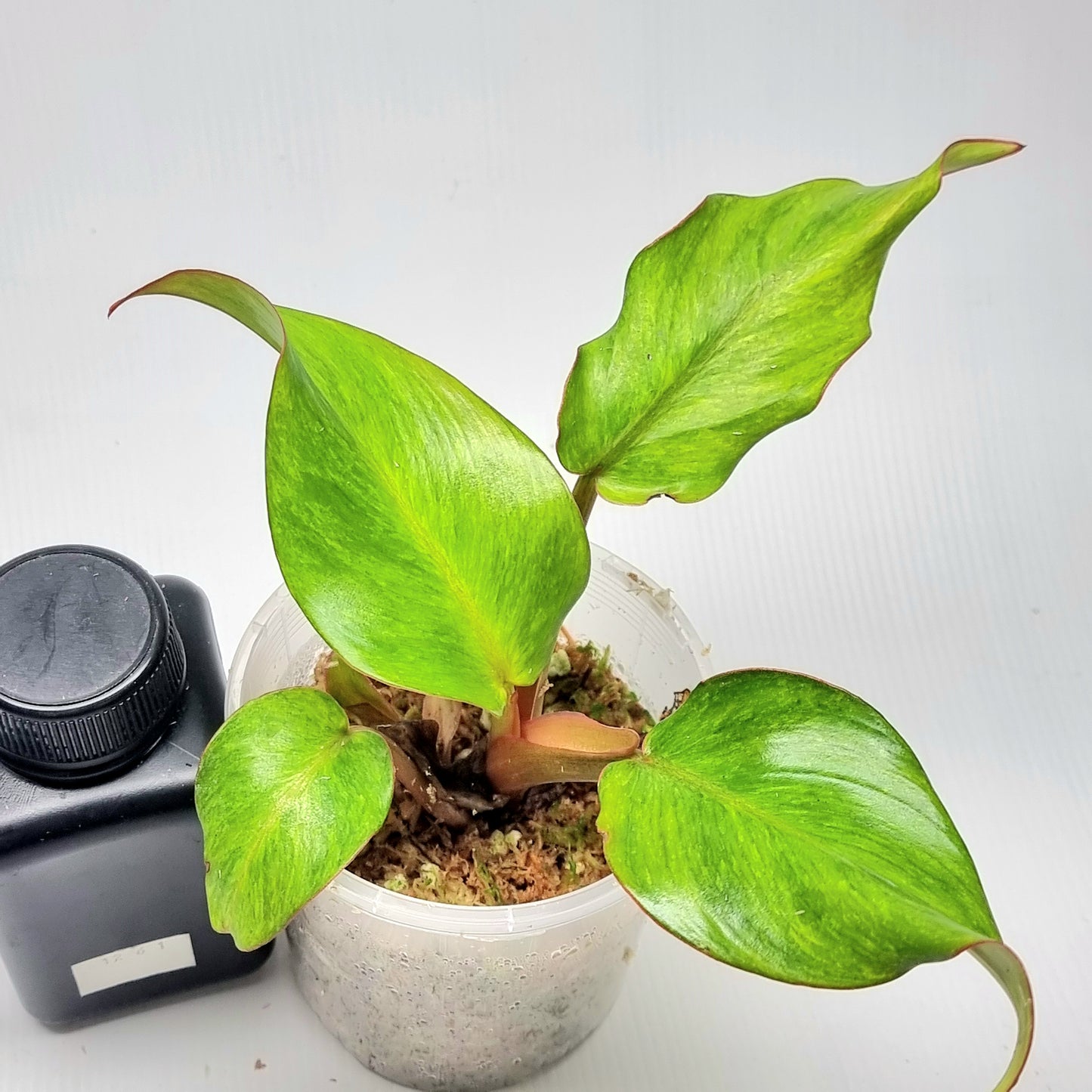 Philodendron Orange Marmalade