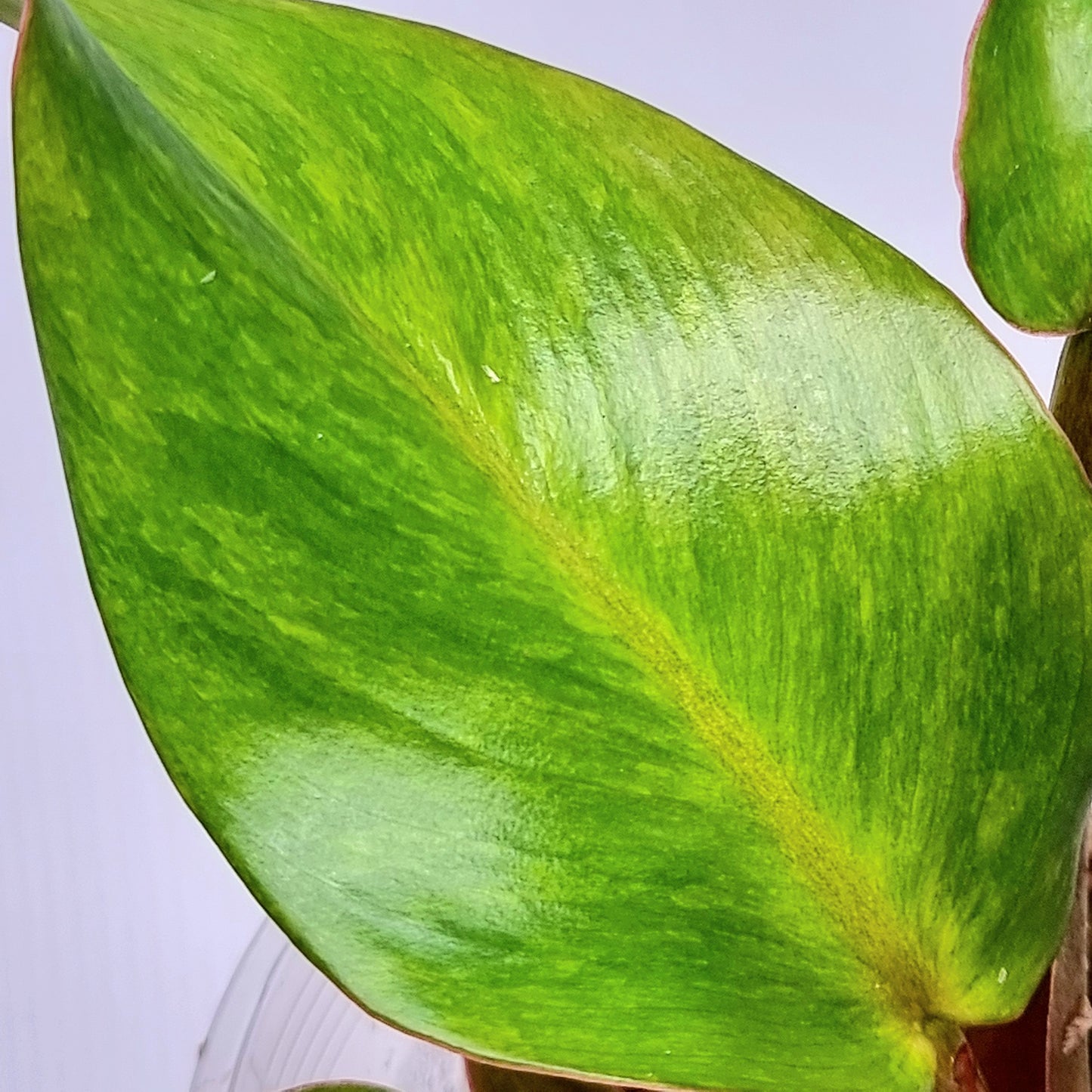 Philodendron Orange Marmalade