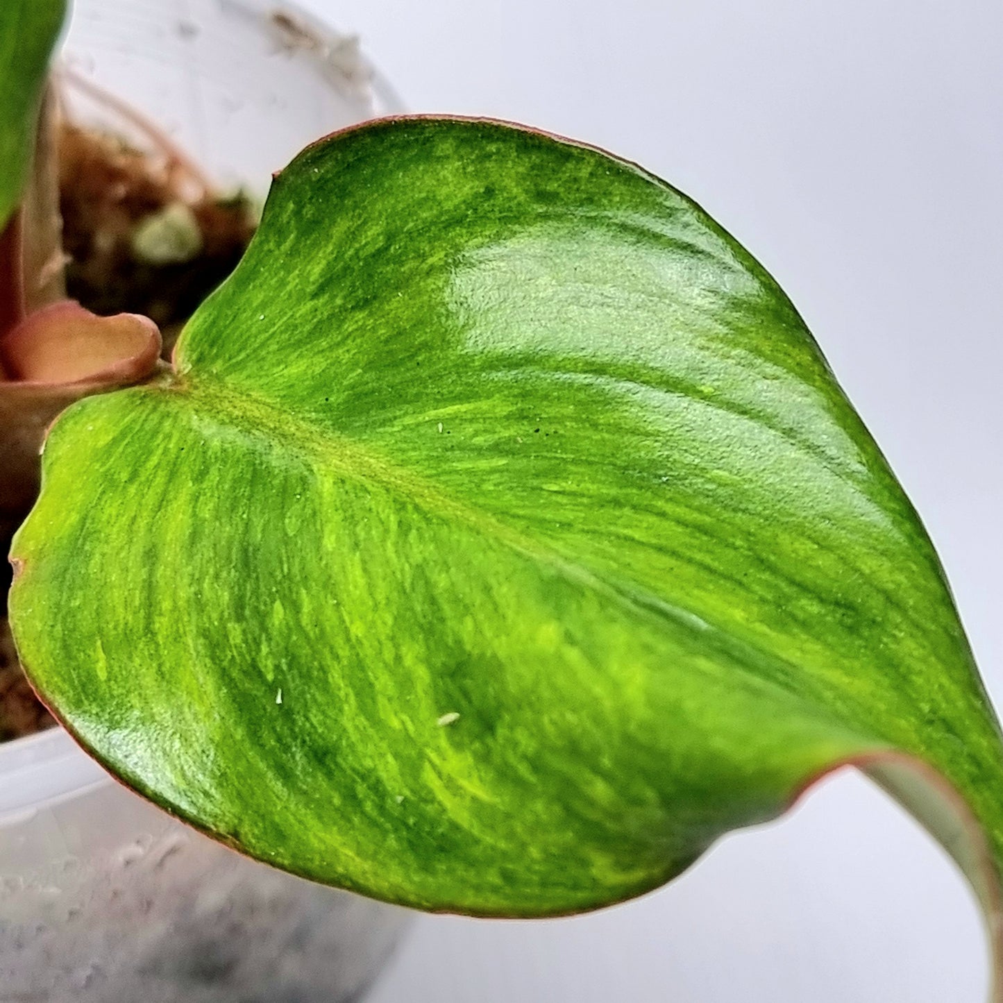Philodendron Orange Marmalade