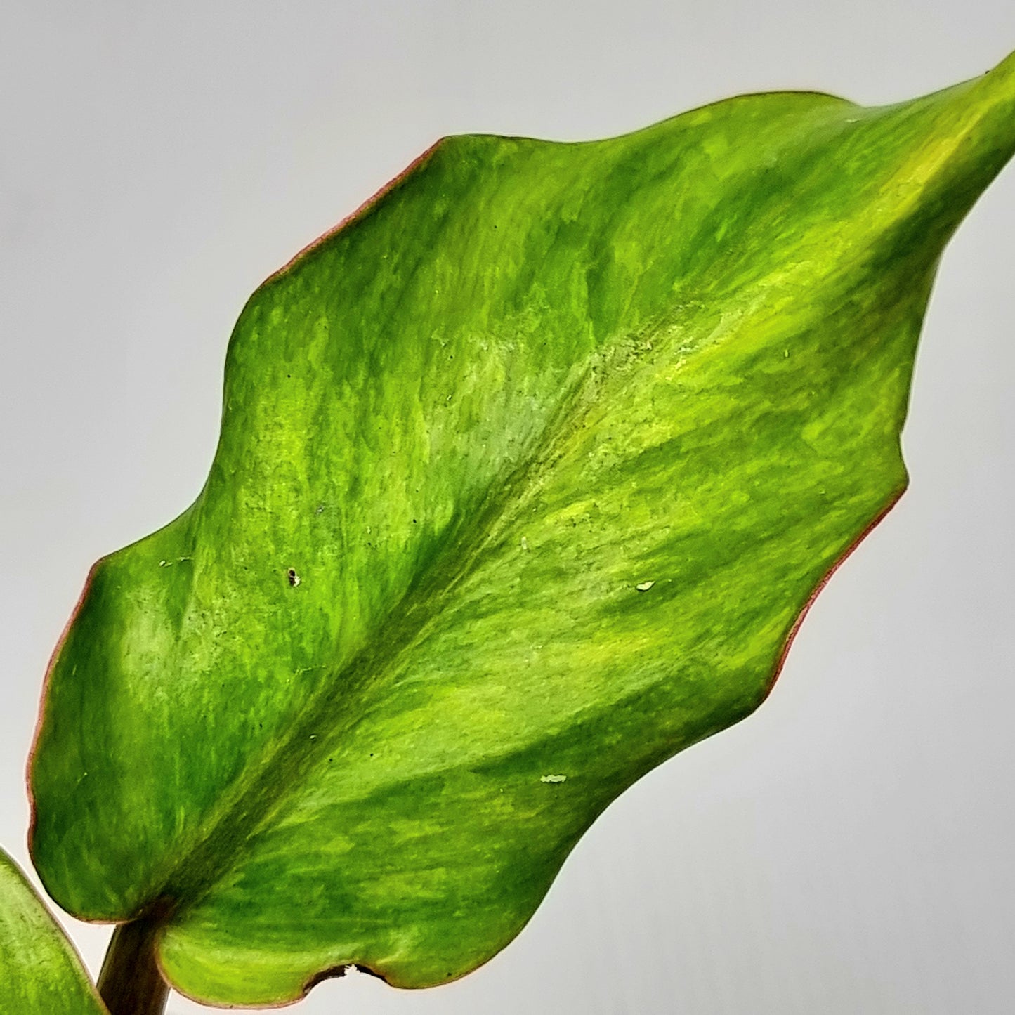 Philodendron Orange Marmalade