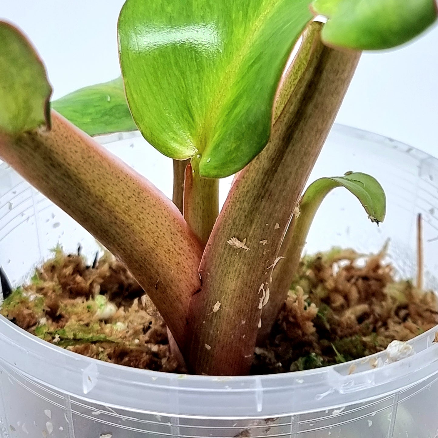 Philodendron Orange Marmalade