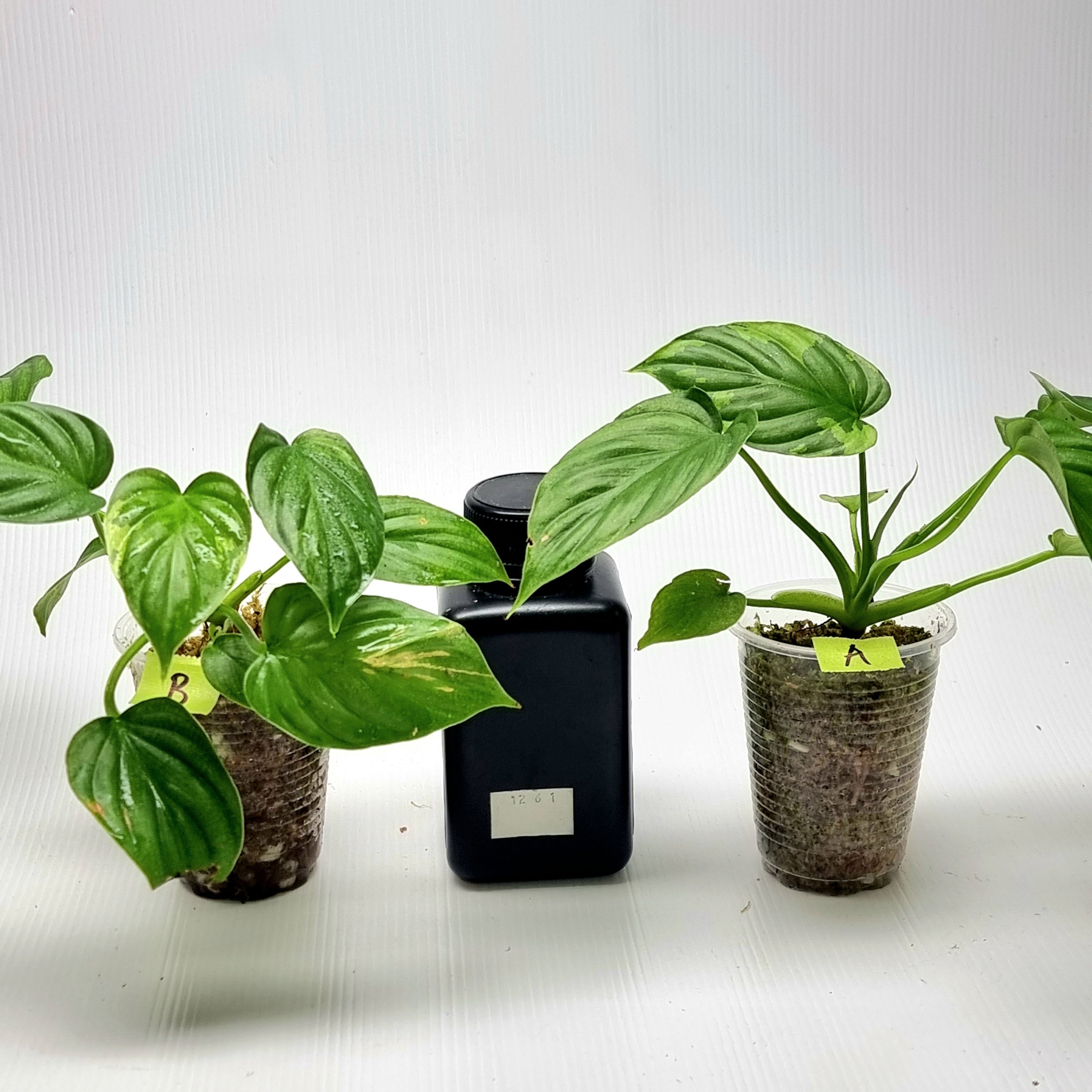Philodendron plowmanii Variegated – Flora Magnifica Australia