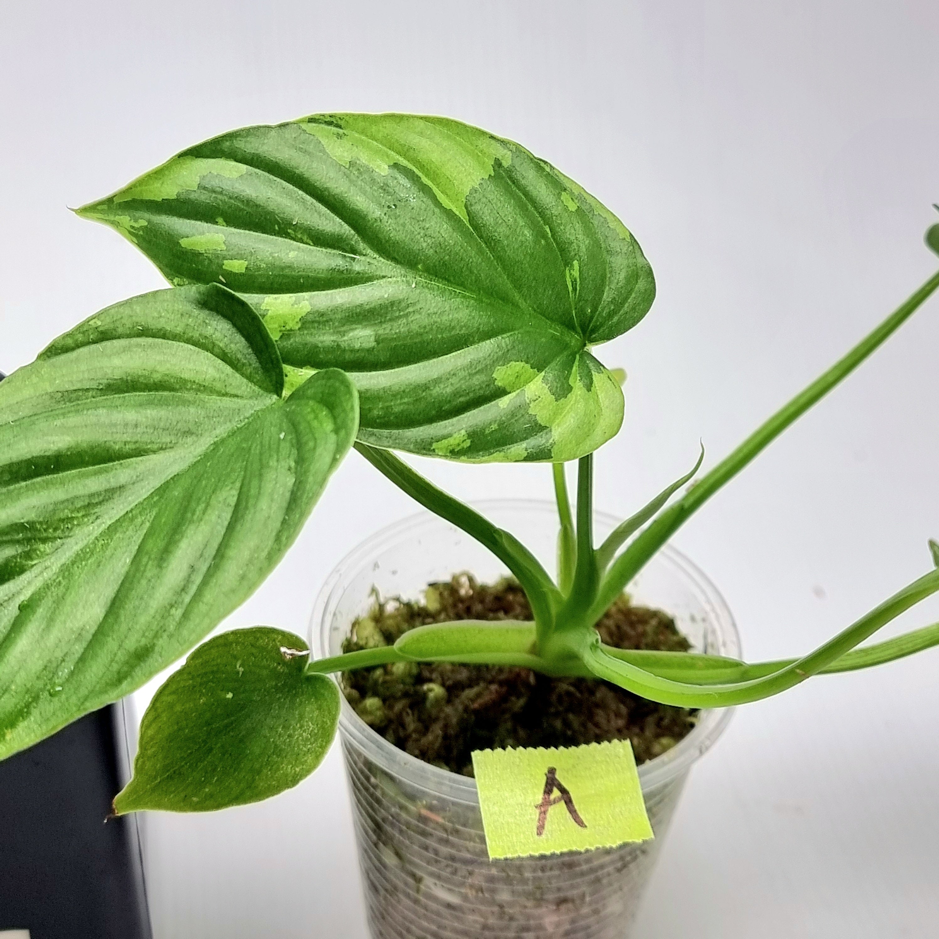 Philodendron plowmanii Variegated – Flora Magnifica Australia