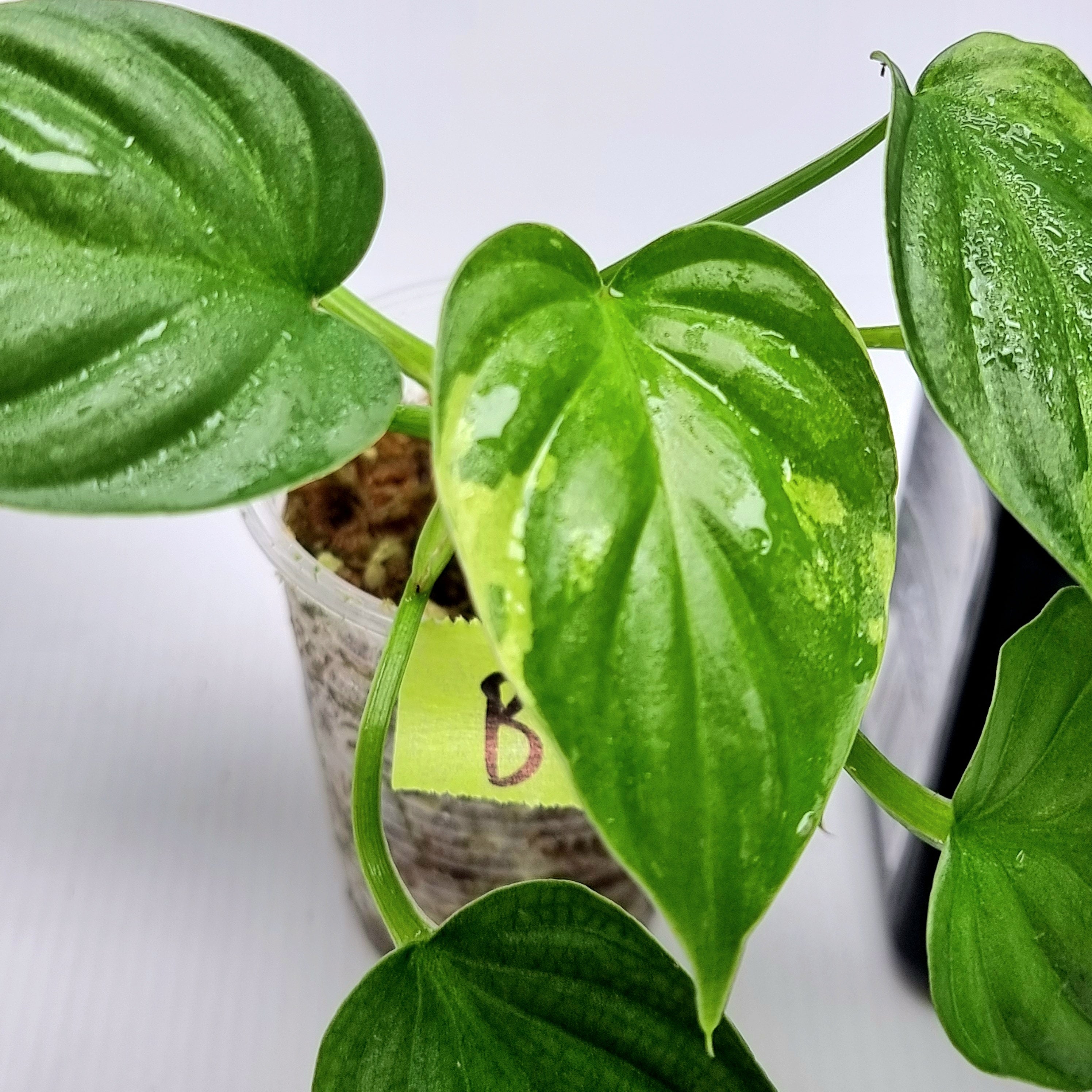 Philodendron plowmanii Variegated – Flora Magnifica Australia