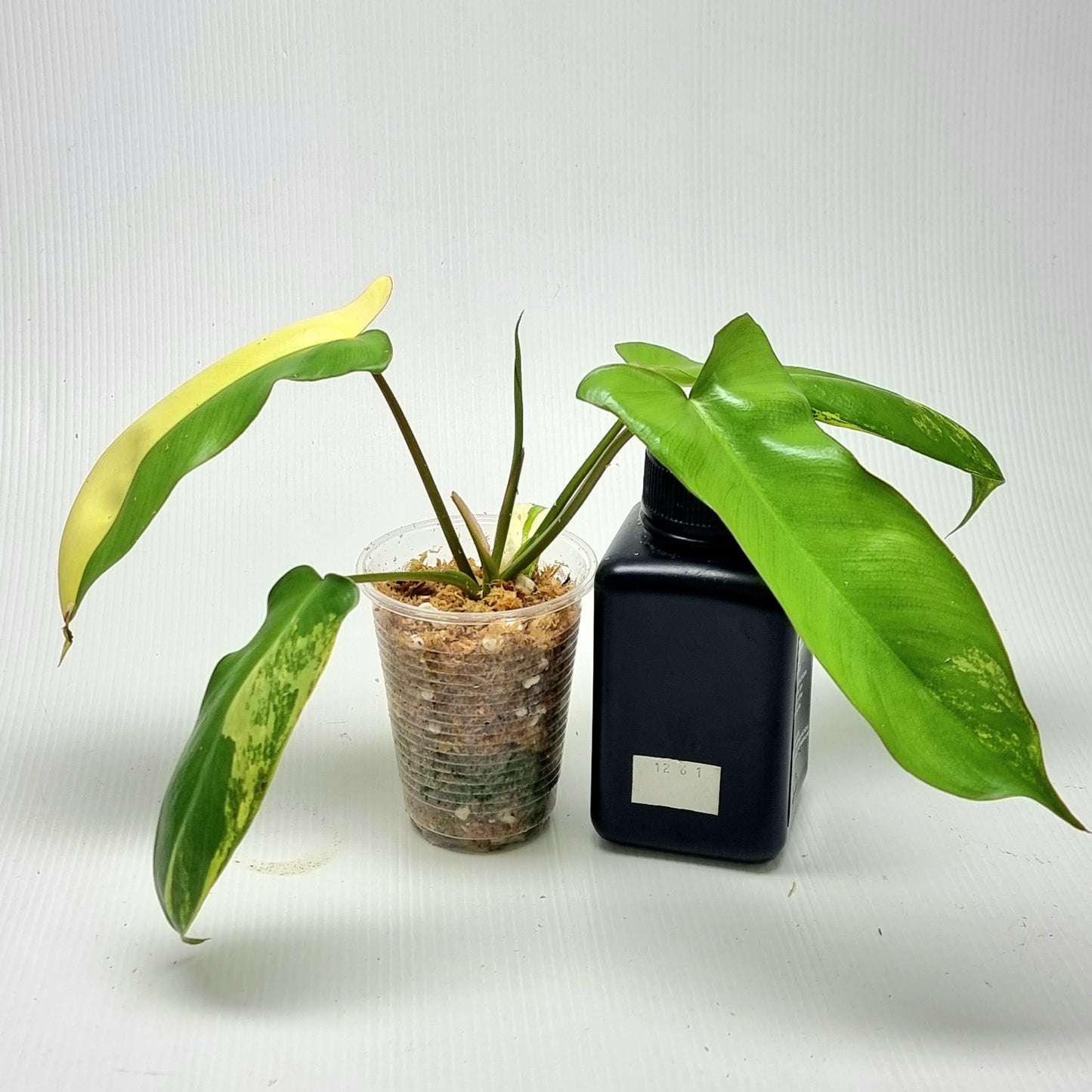 Philodendron Florida Beauty x Paraiso Verde Variegated