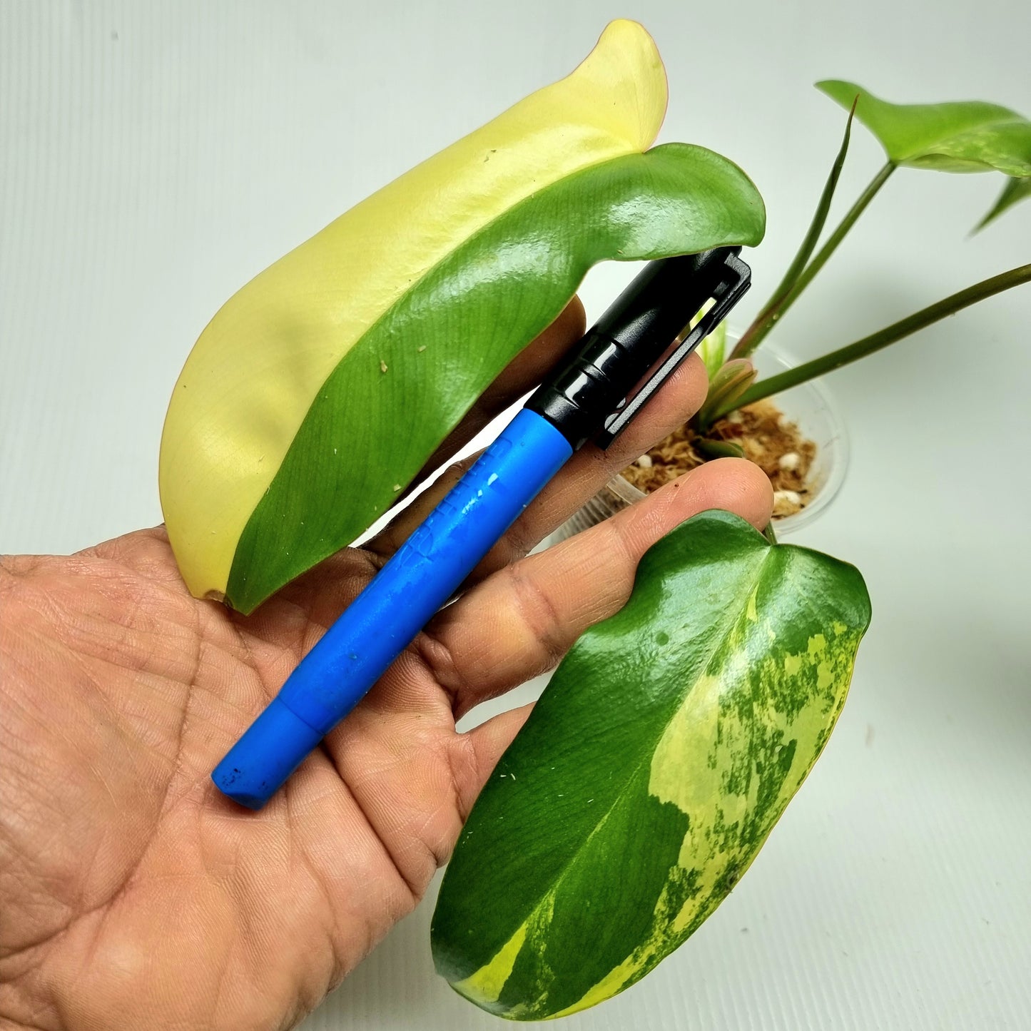 Philodendron Florida Beauty x Paraiso Verde Variegated