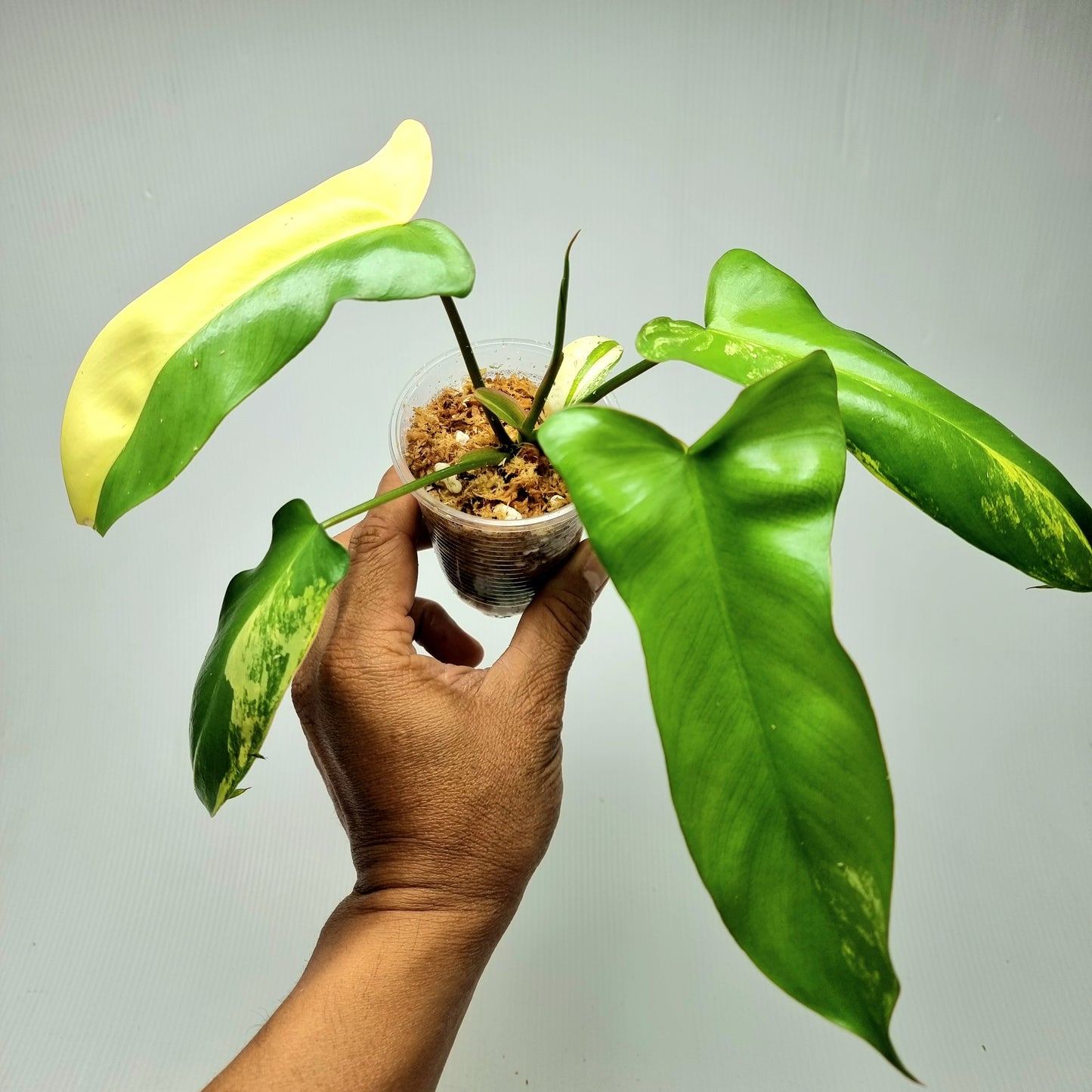 Philodendron Florida Beauty x Paraiso Verde Variegated