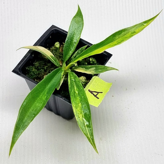 Philodendron tortum Aurea Variegated