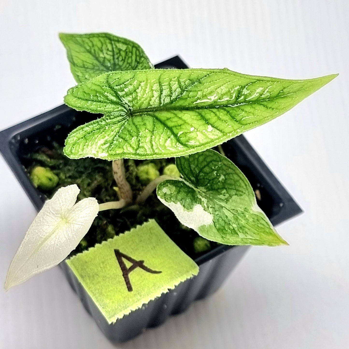 Alocasia Jacklyn Albo Variegated