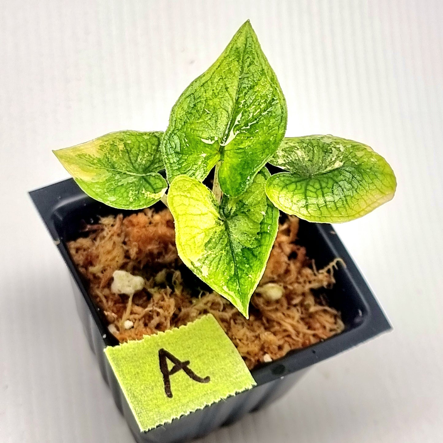 Alocasia Jacklyn Aurea Variegated
