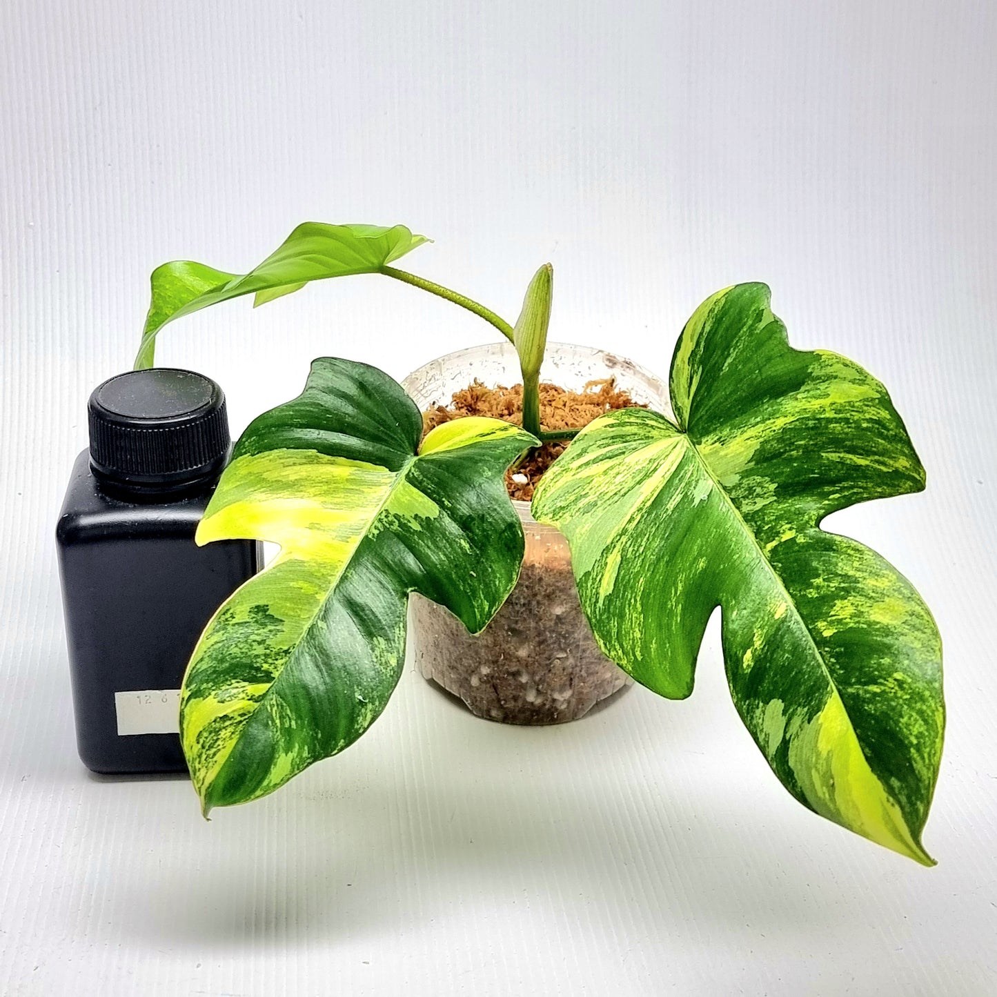 Philodendron squamiferum X P. Florida Beauty Variegated, 100mm