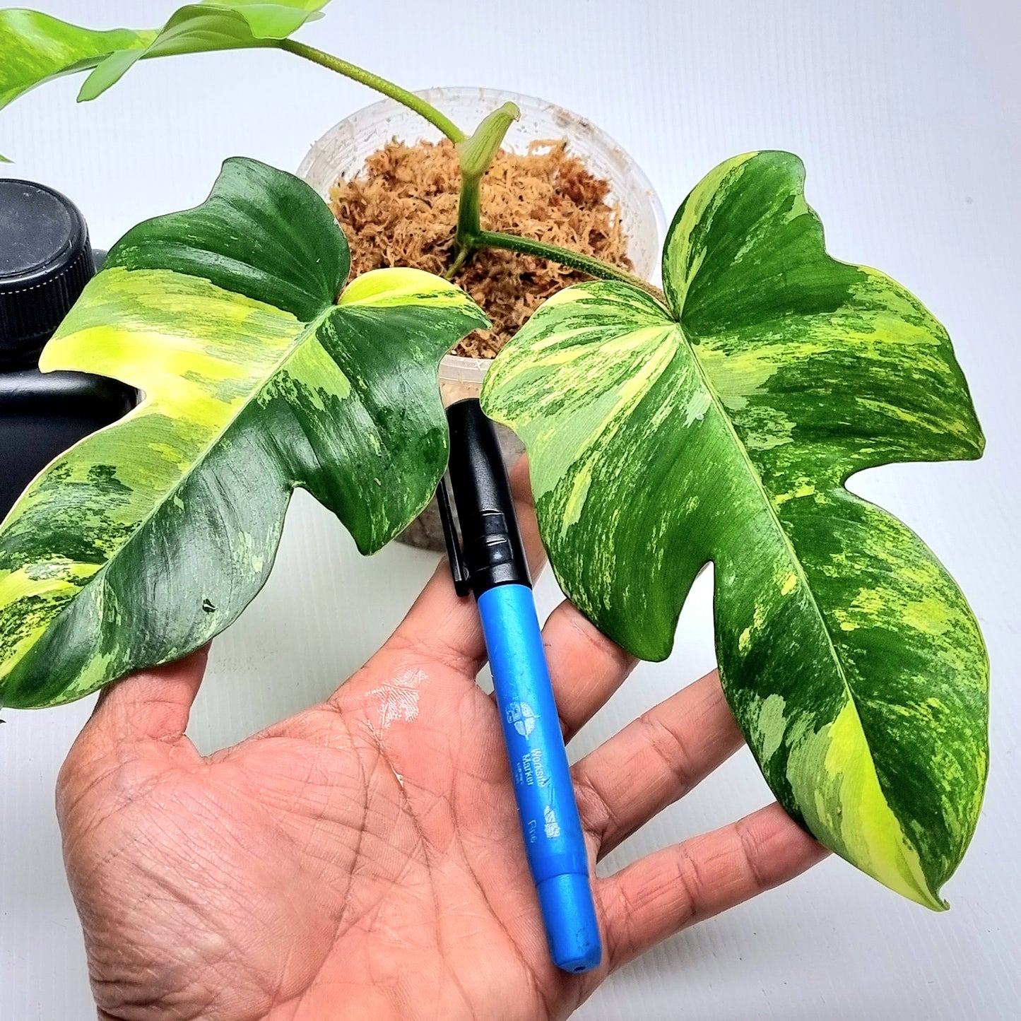 Philodendron squamiferum X P. Florida Beauty Variegated, 100mm