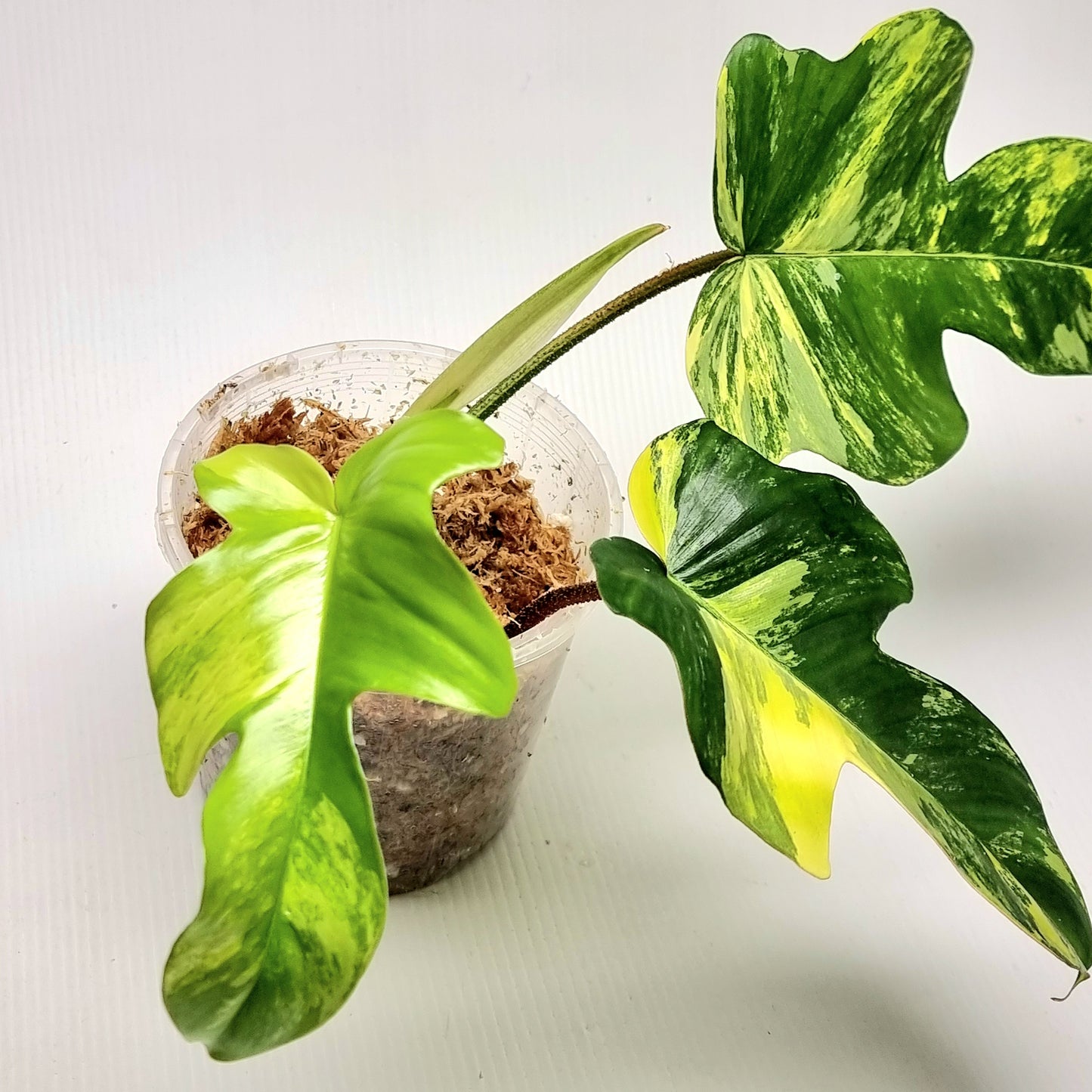 Philodendron squamiferum X P. Florida Beauty Variegated, 100mm