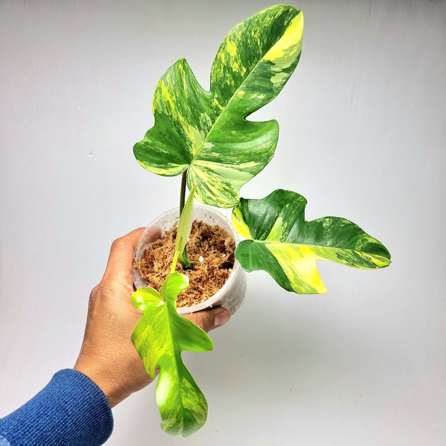 Philodendron squamiferum X P. Florida Beauty Variegated, 100mm