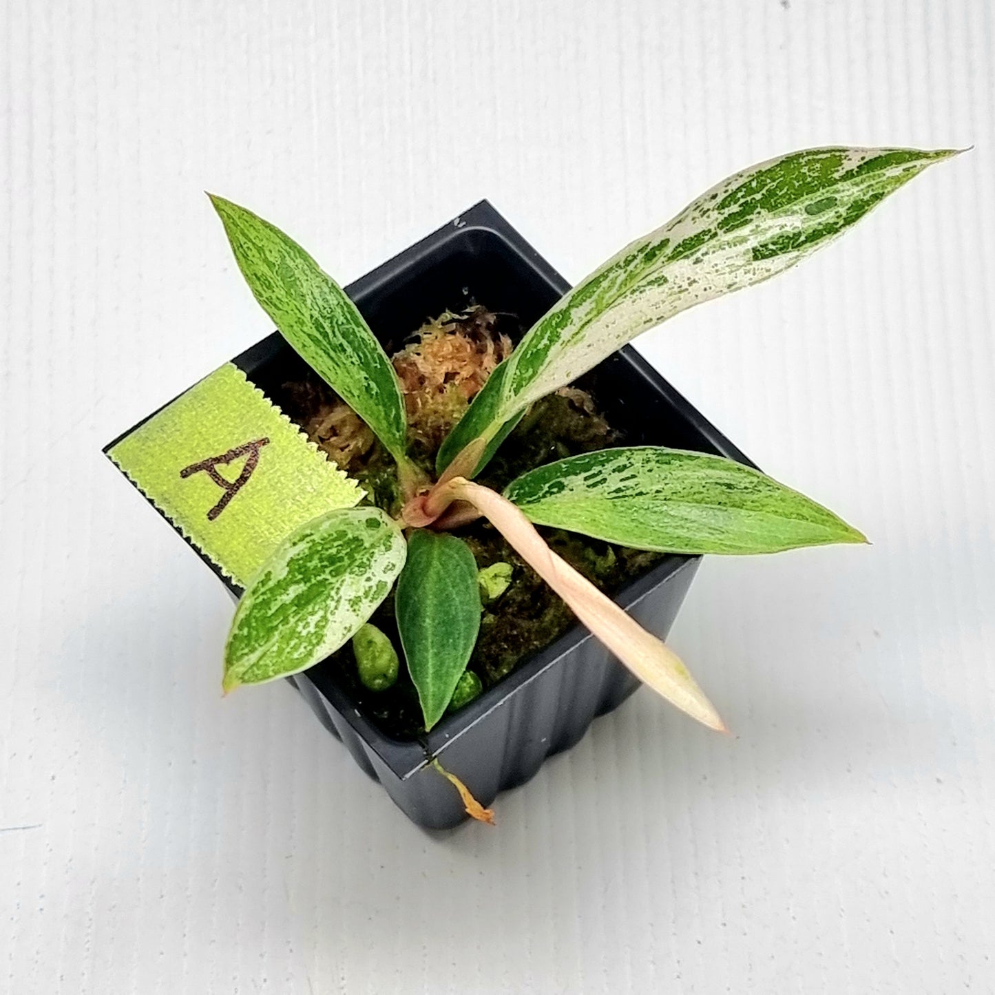 Philodendron Caramel Pink Mint / Strawberry Mint