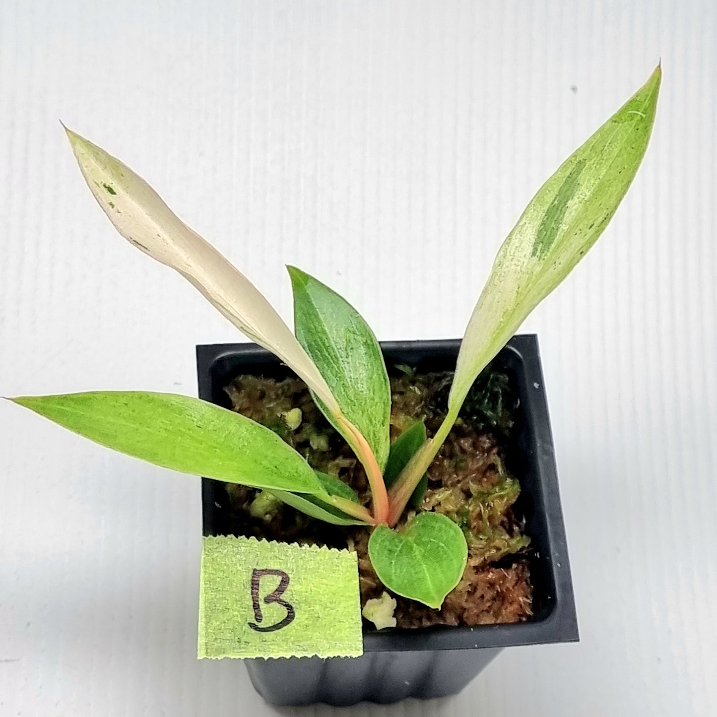Philodendron Caramel Pink Mint / Strawberry Mint