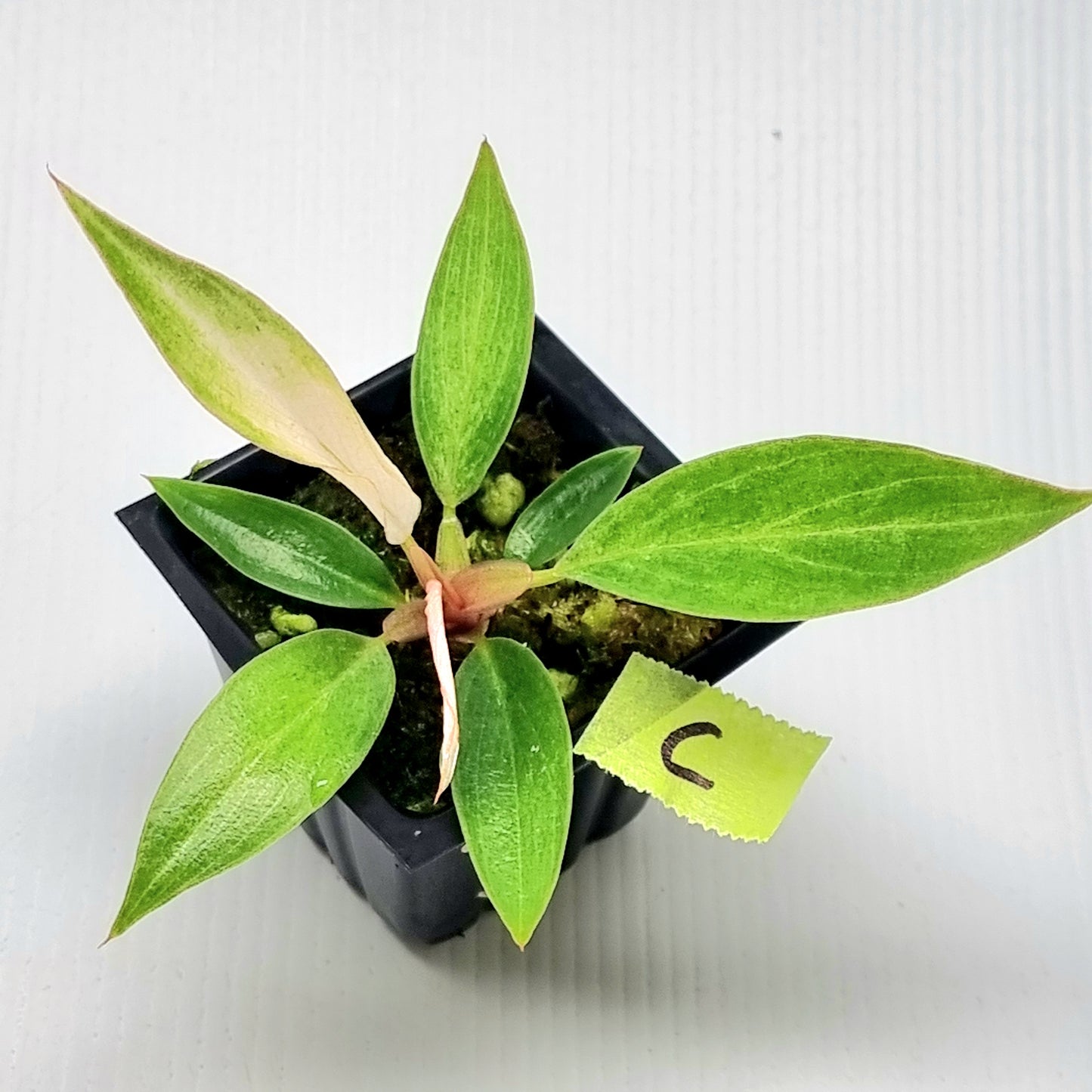Philodendron Caramel Pink Mint / Strawberry Mint