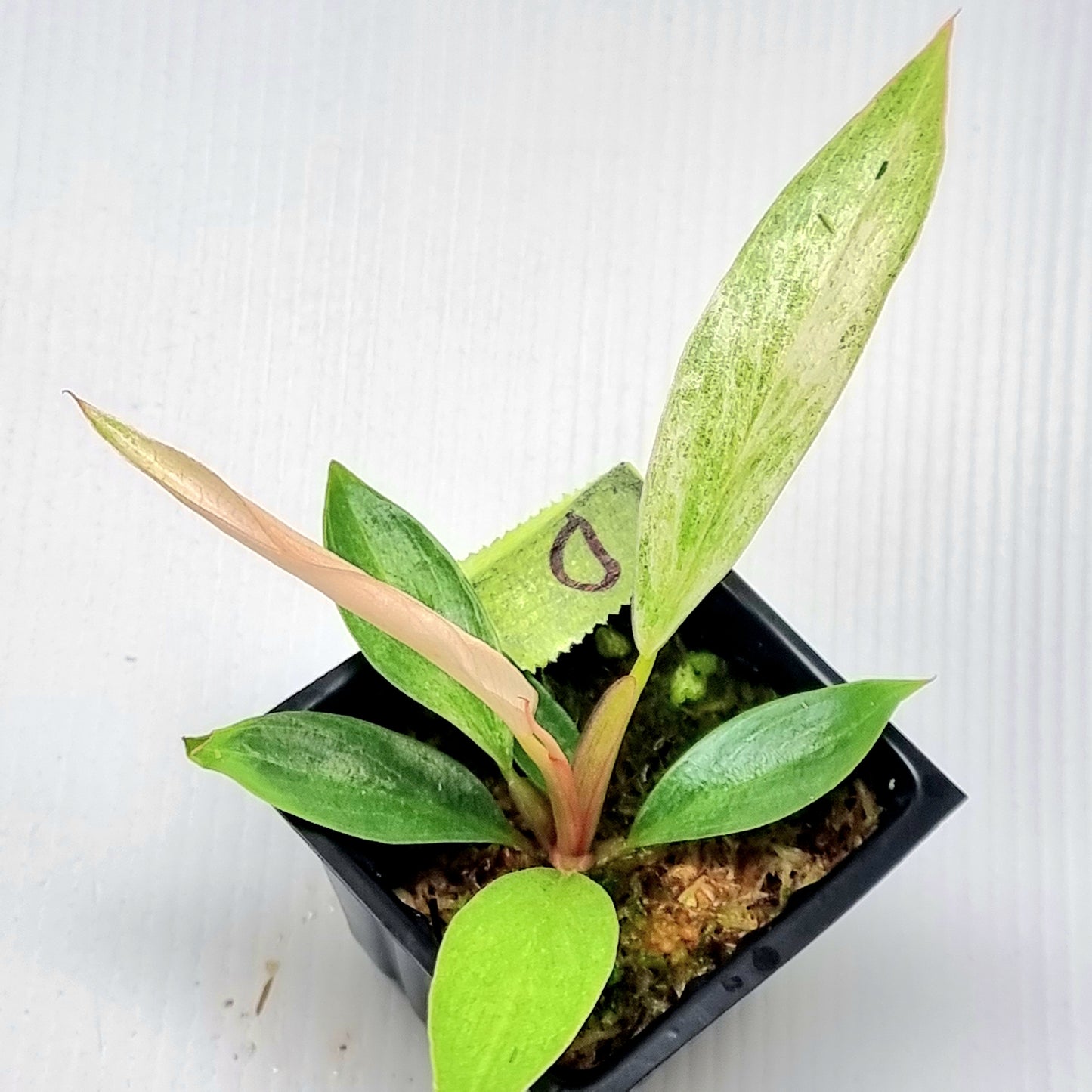 Philodendron Caramel Pink Mint / Strawberry Mint