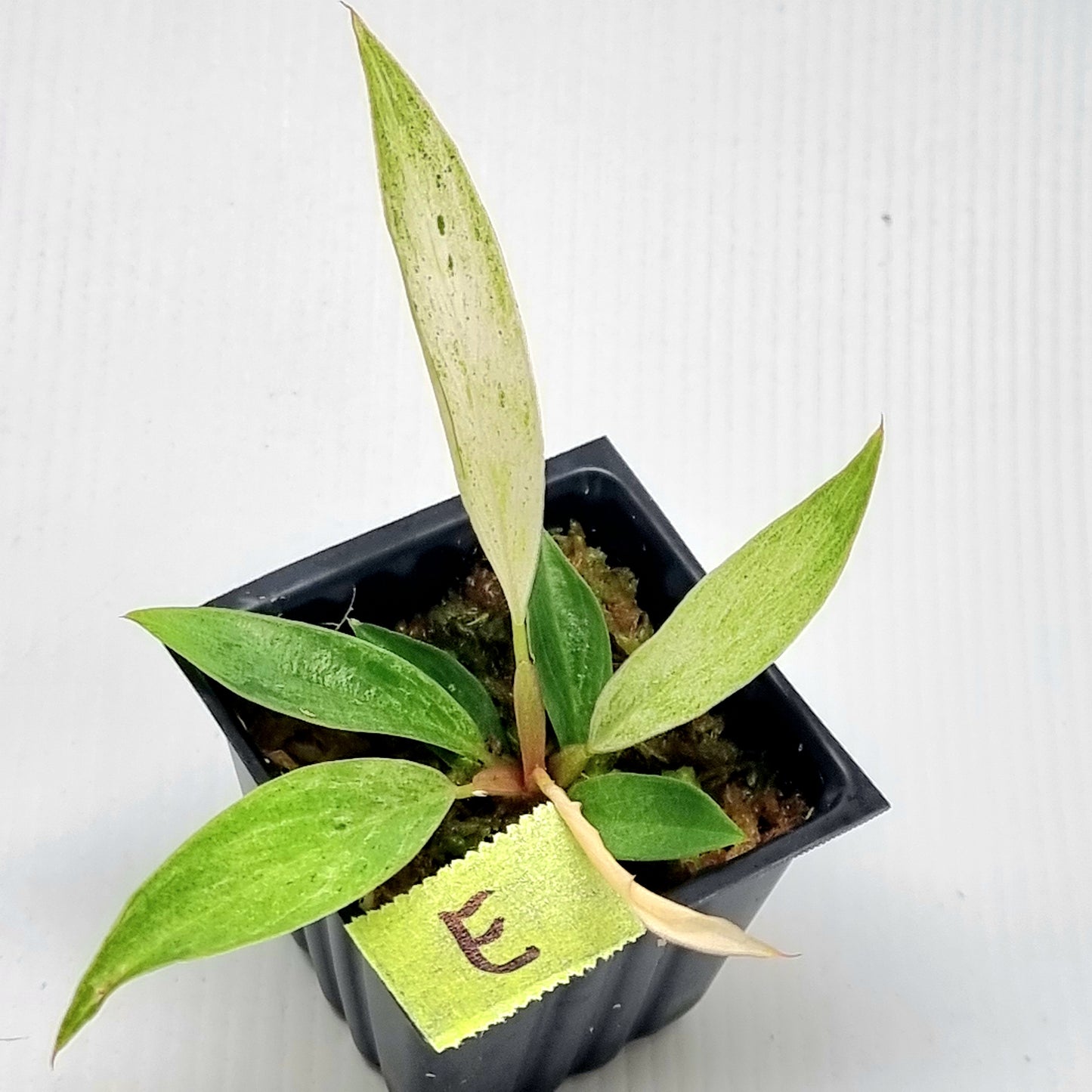 Philodendron Caramel Pink Mint / Strawberry Mint