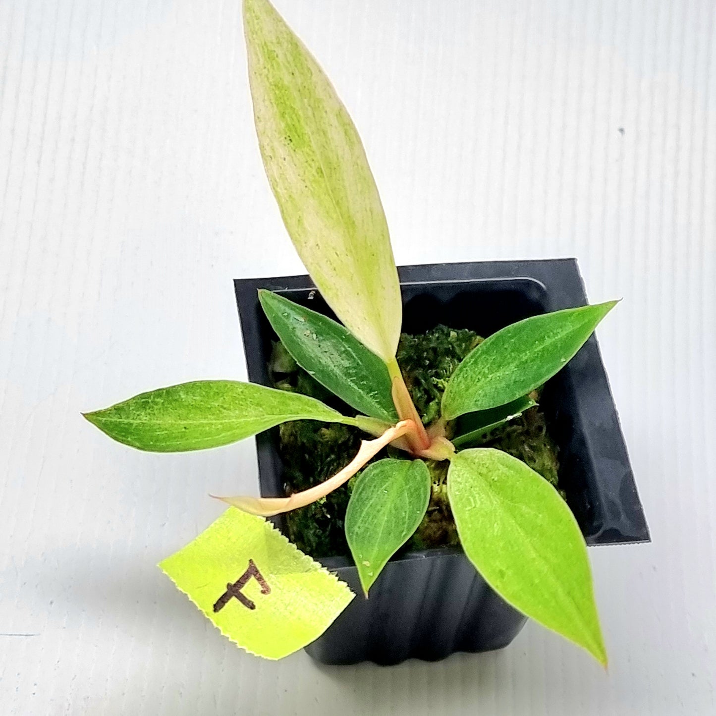 Philodendron Caramel Pink Mint / Strawberry Mint