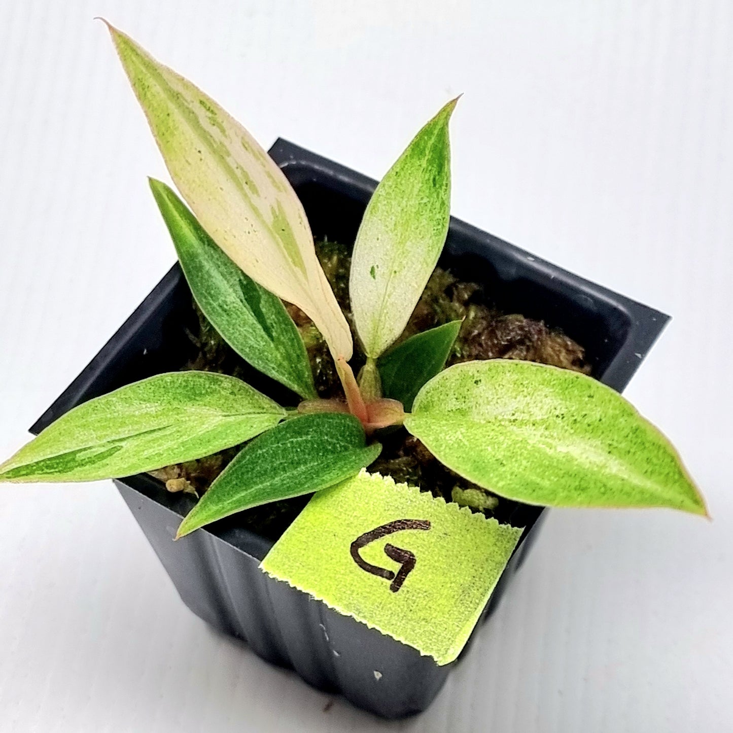 Philodendron Caramel Pink Mint / Strawberry Mint