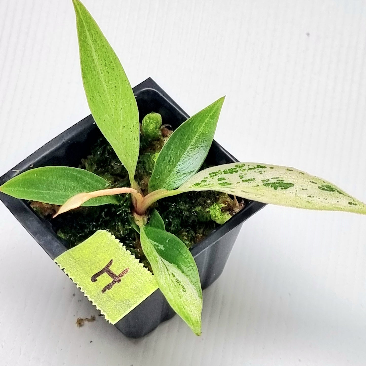 Philodendron Caramel Pink Mint / Strawberry Mint