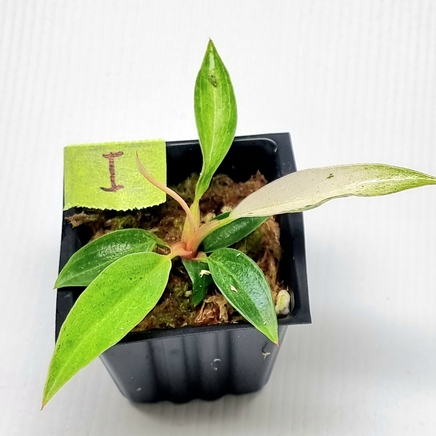 Philodendron Caramel Pink Mint / Strawberry Mint