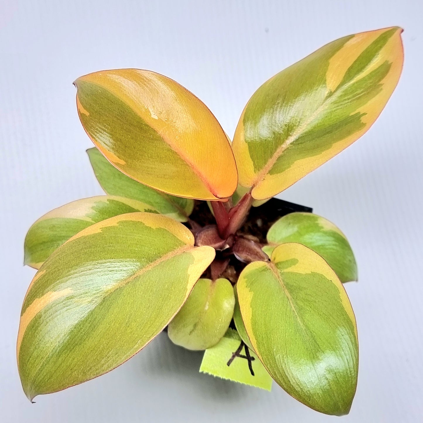 Philodendron Black cardinal var no.2