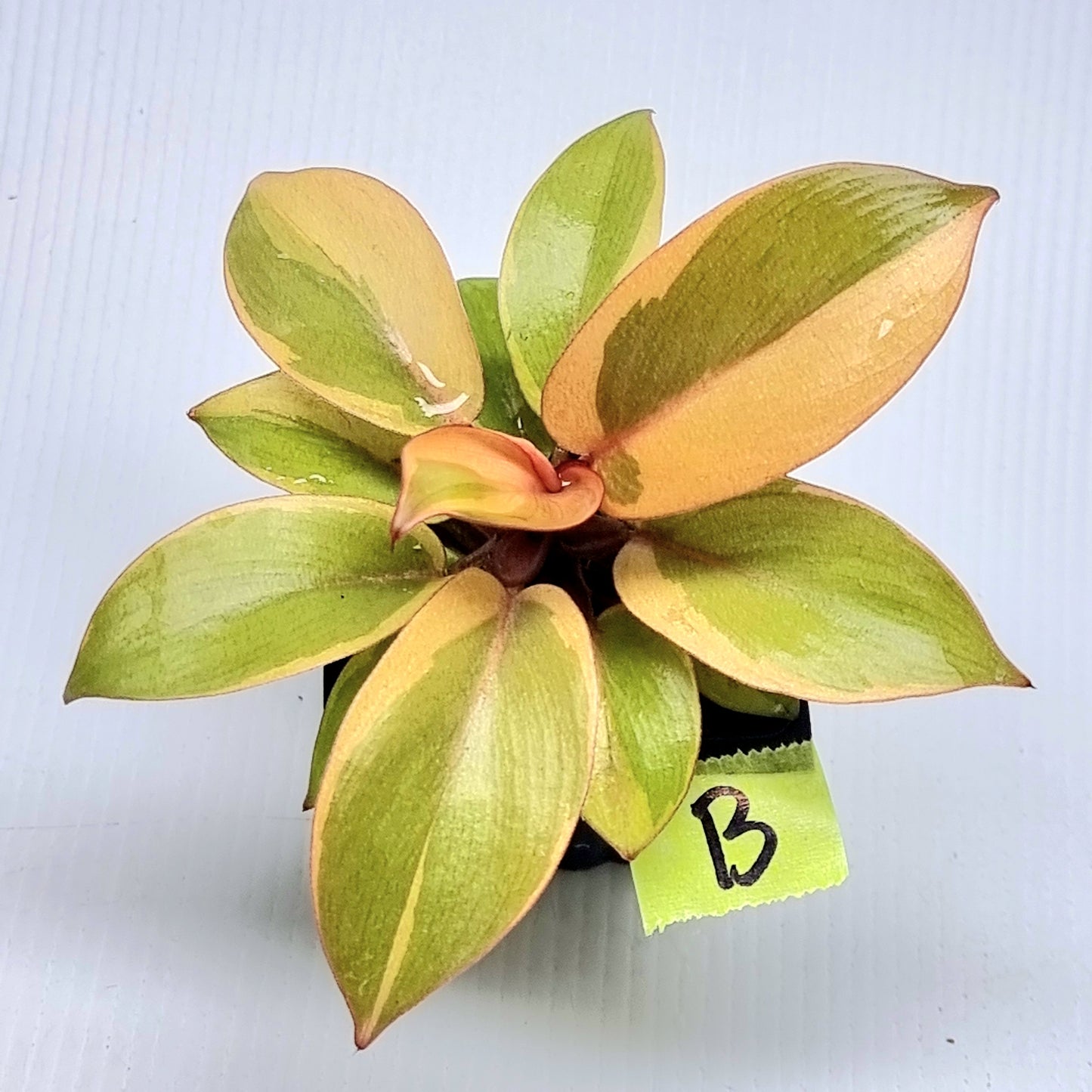 Philodendron Black cardinal var no.2