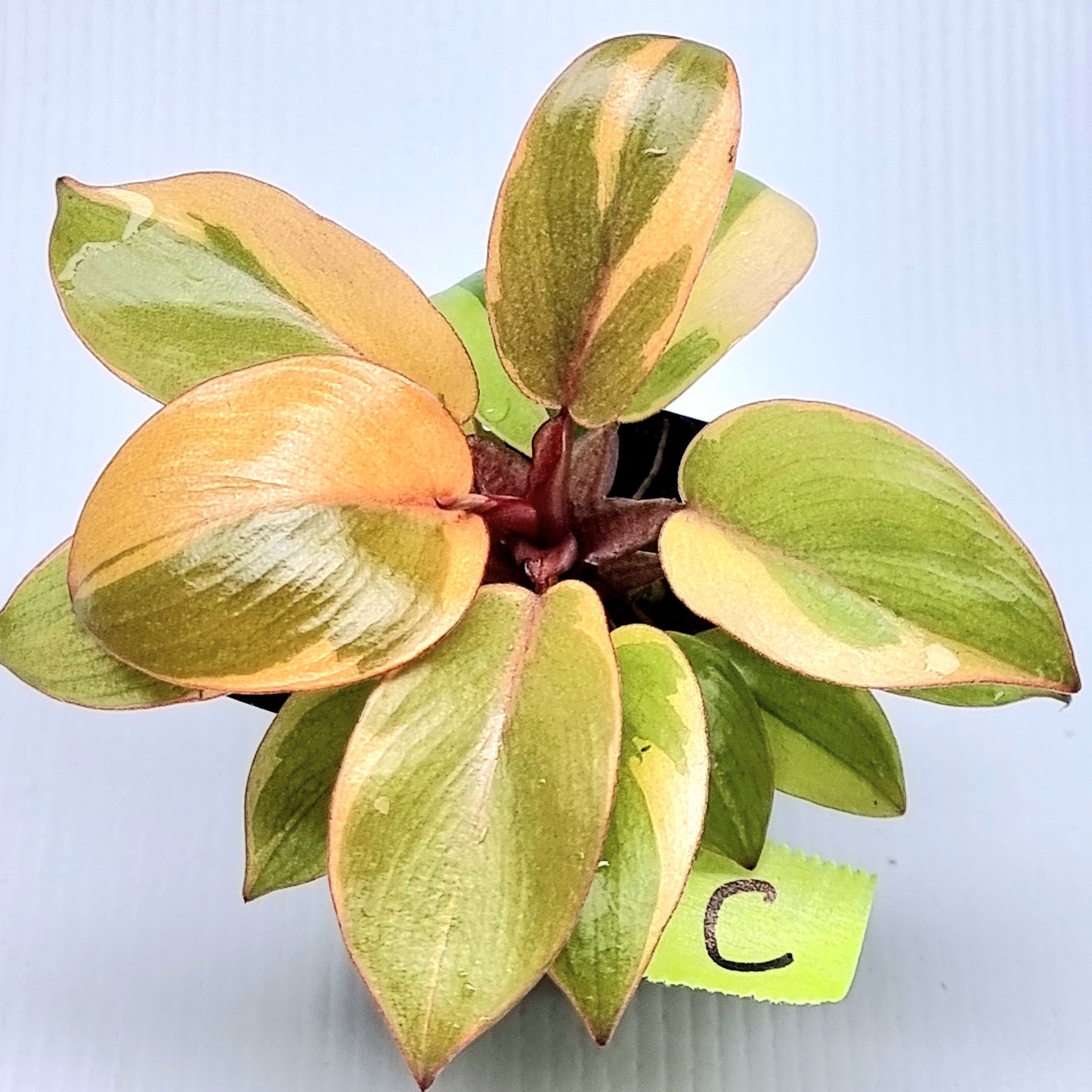 Philodendron Black cardinal var no.2
