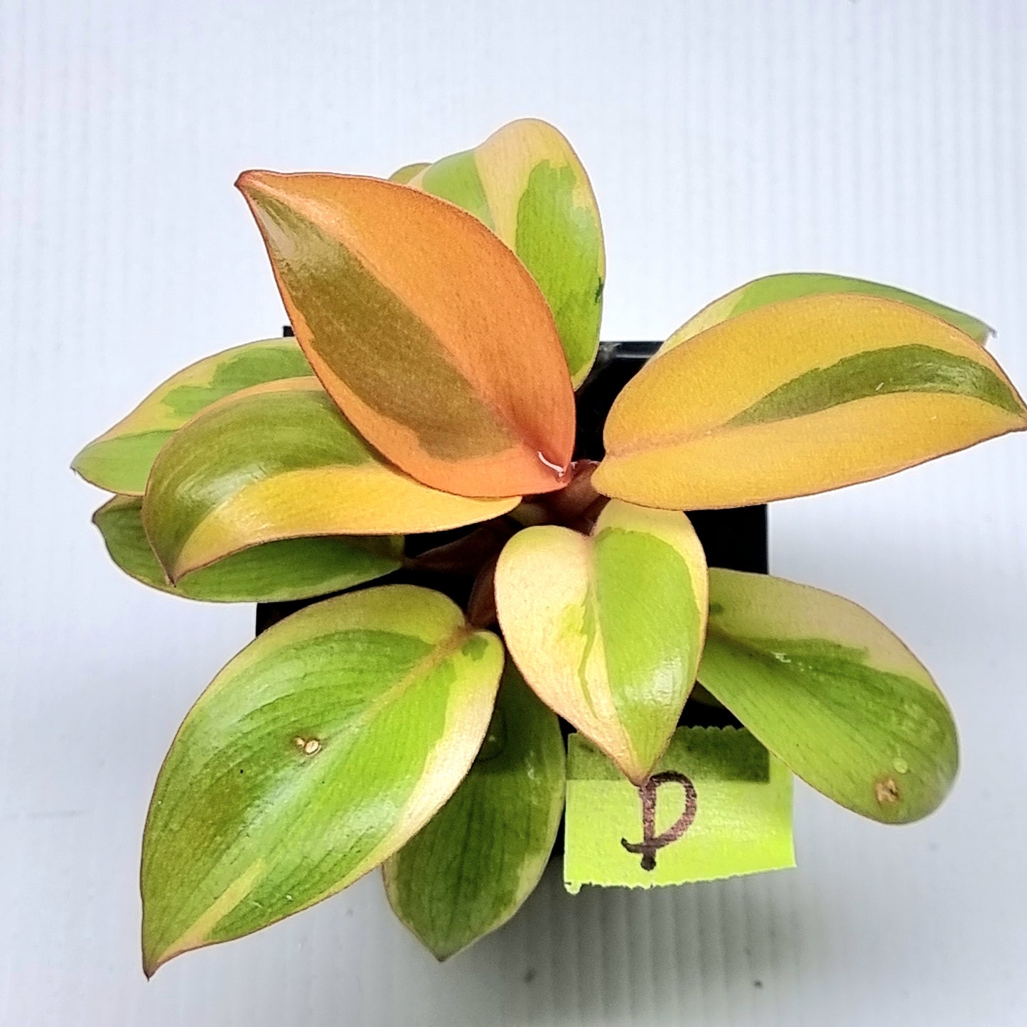 Philodendron Black cardinal var no.2