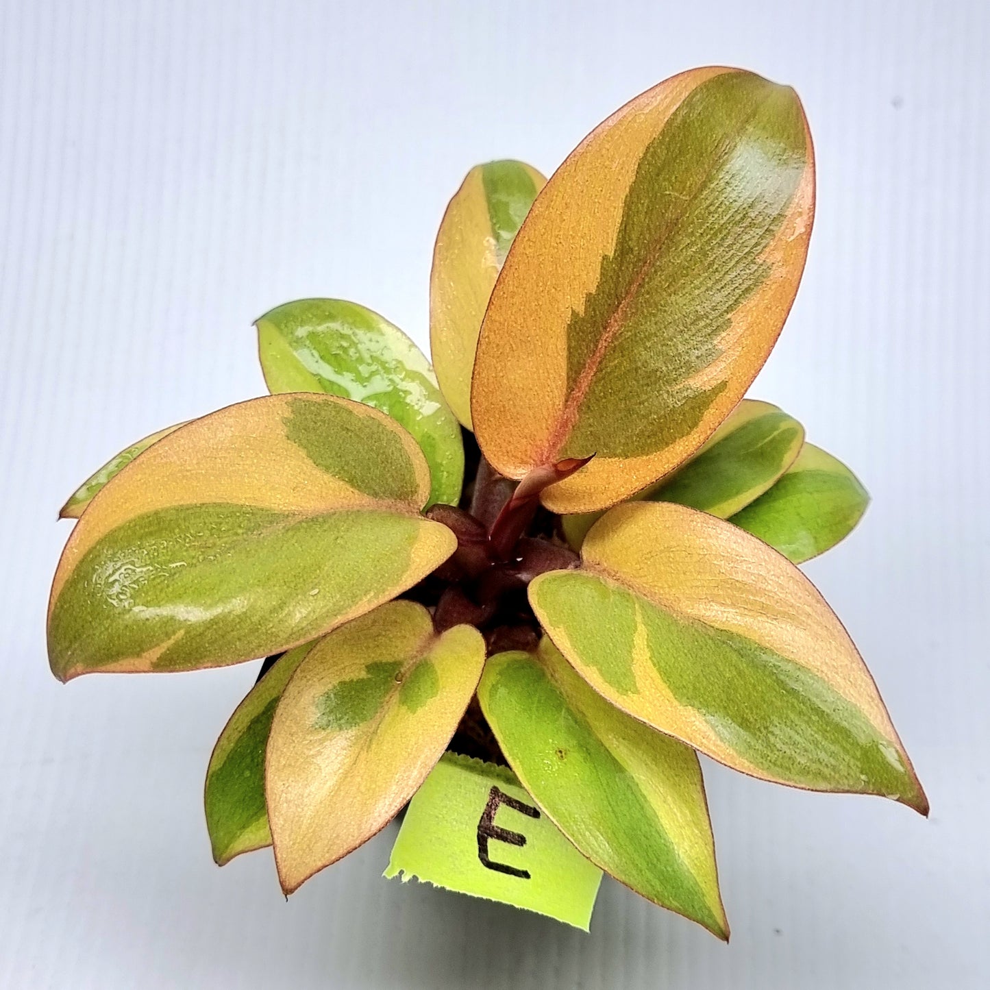 Philodendron Black cardinal var no.2