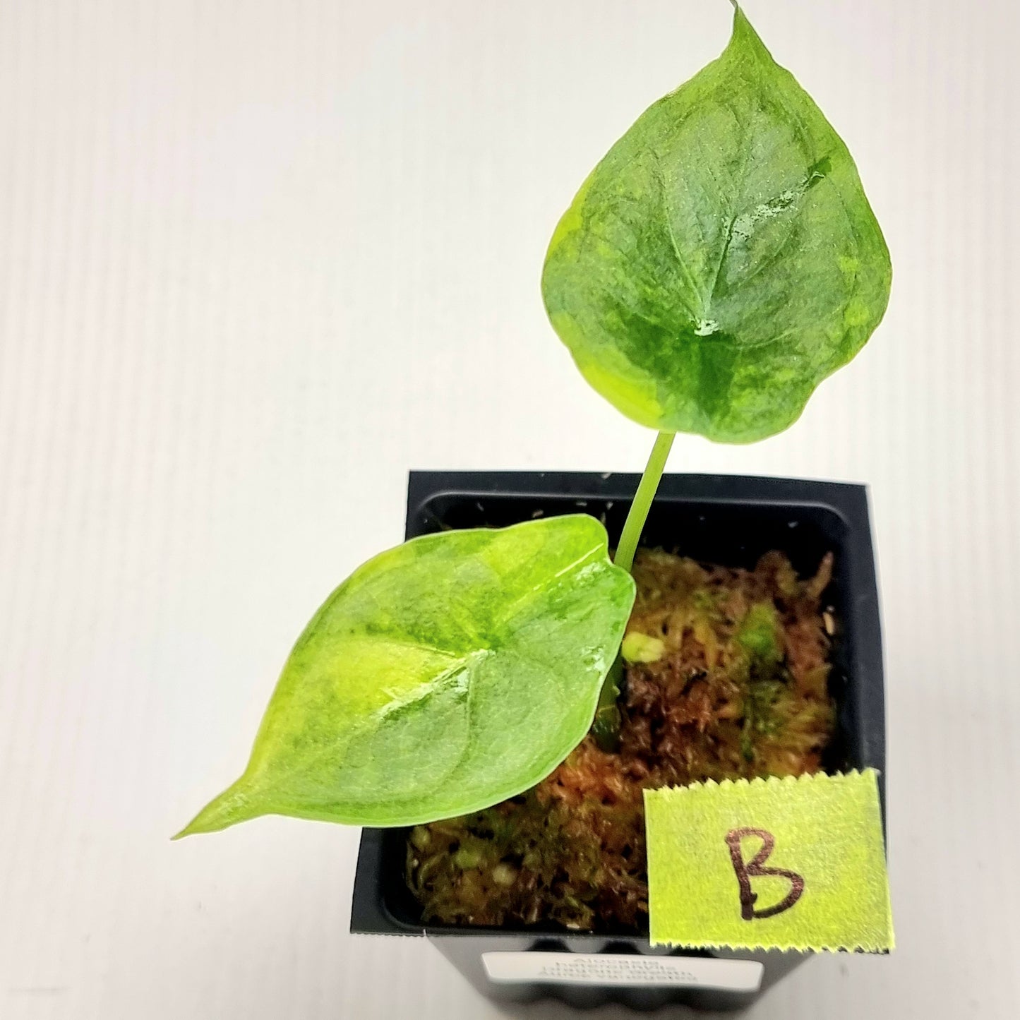 Alocasia heterophylla Dragon's Breath Aurea Variegated
