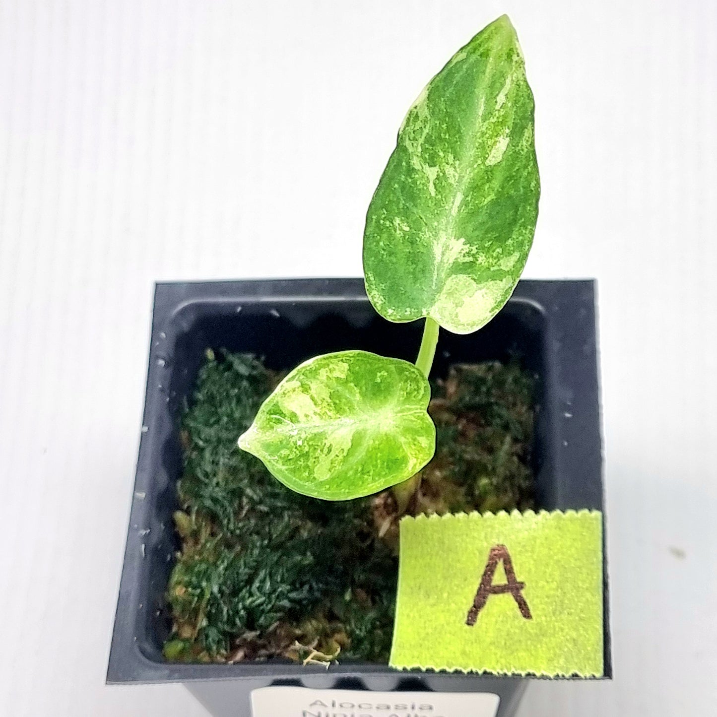 Alocasia Ninja Albo Variegated