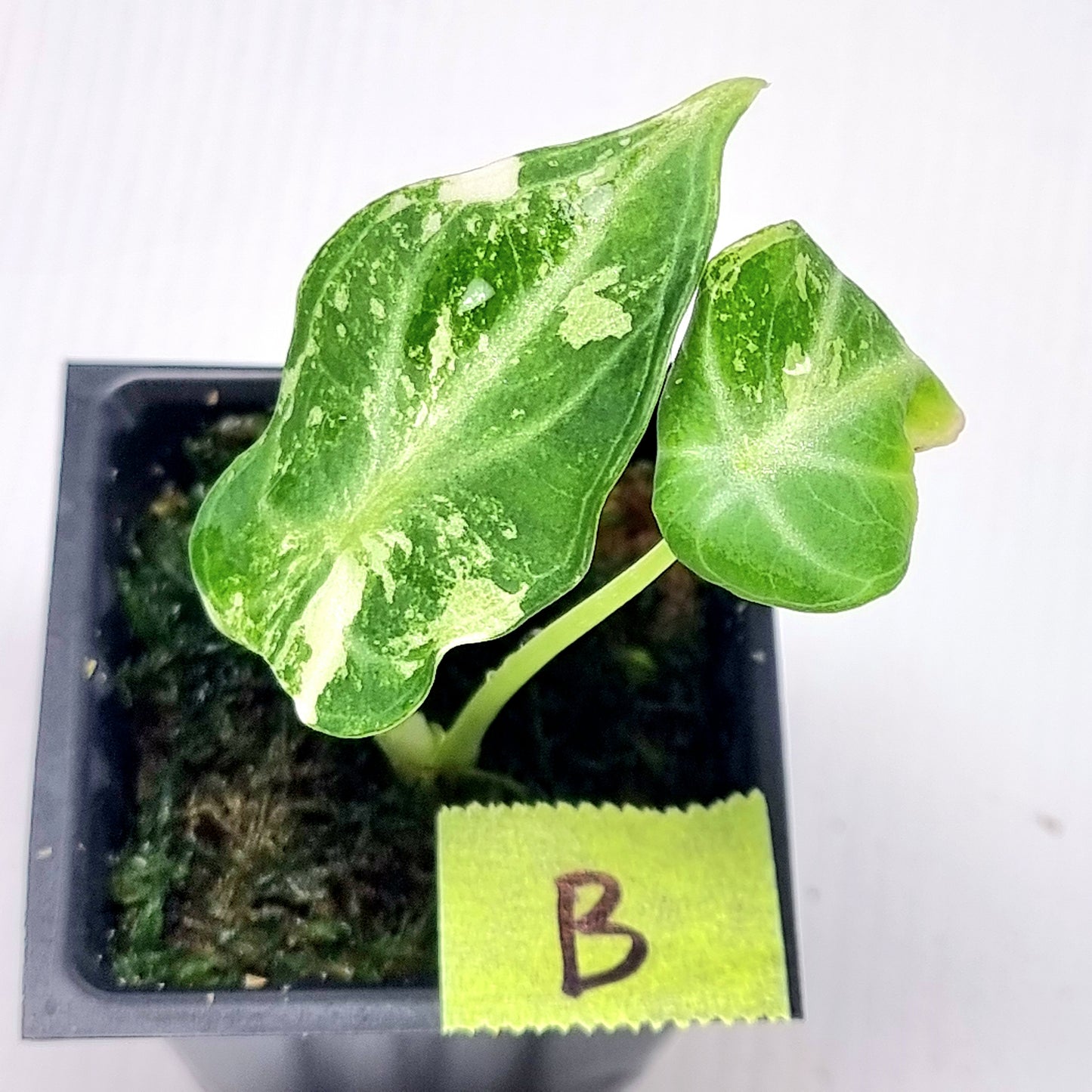 Alocasia Ninja Albo Variegated