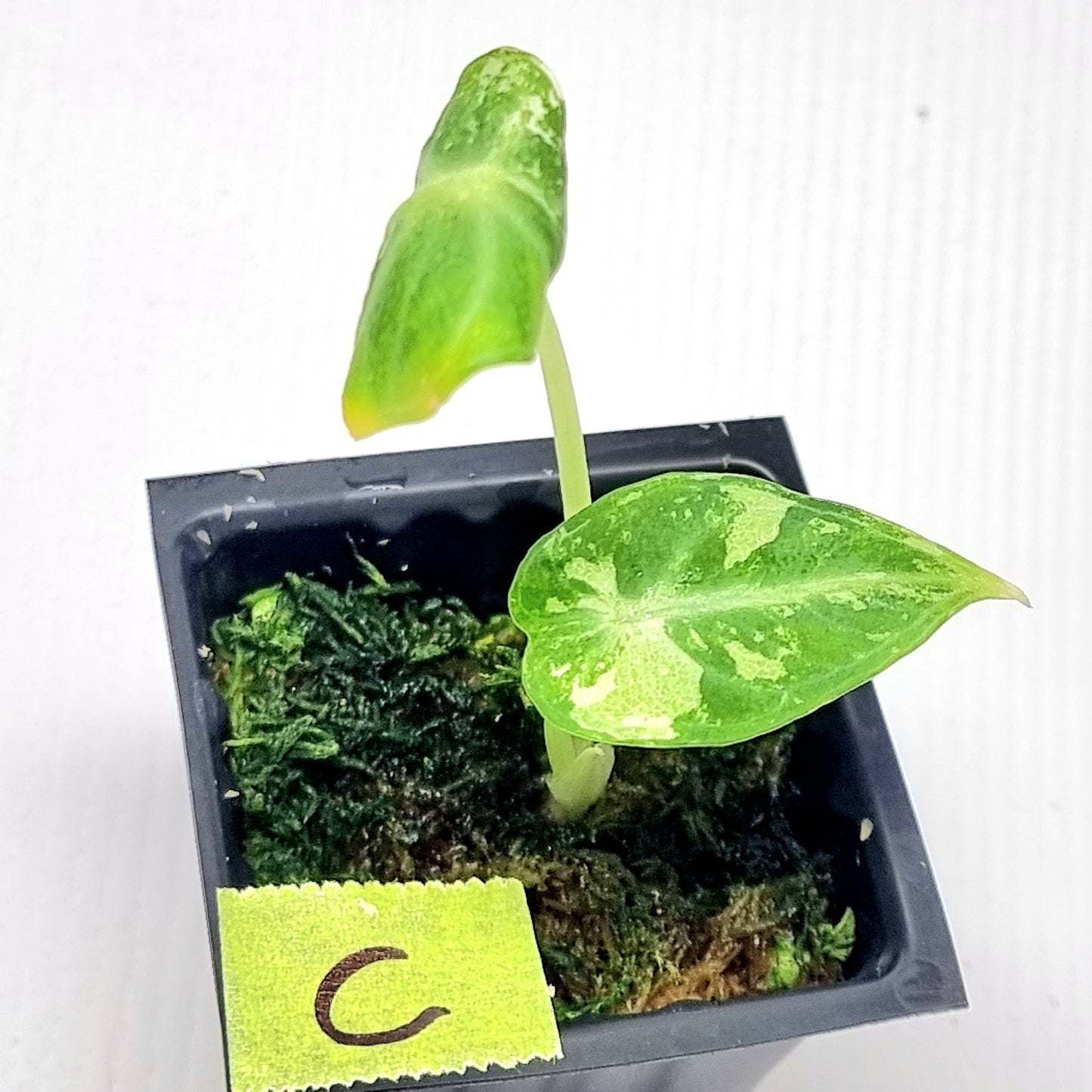 Alocasia Ninja Albo Variegated