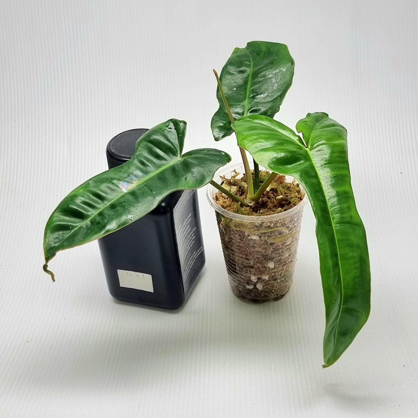 Philodendron Jennifer REVERTED (M)