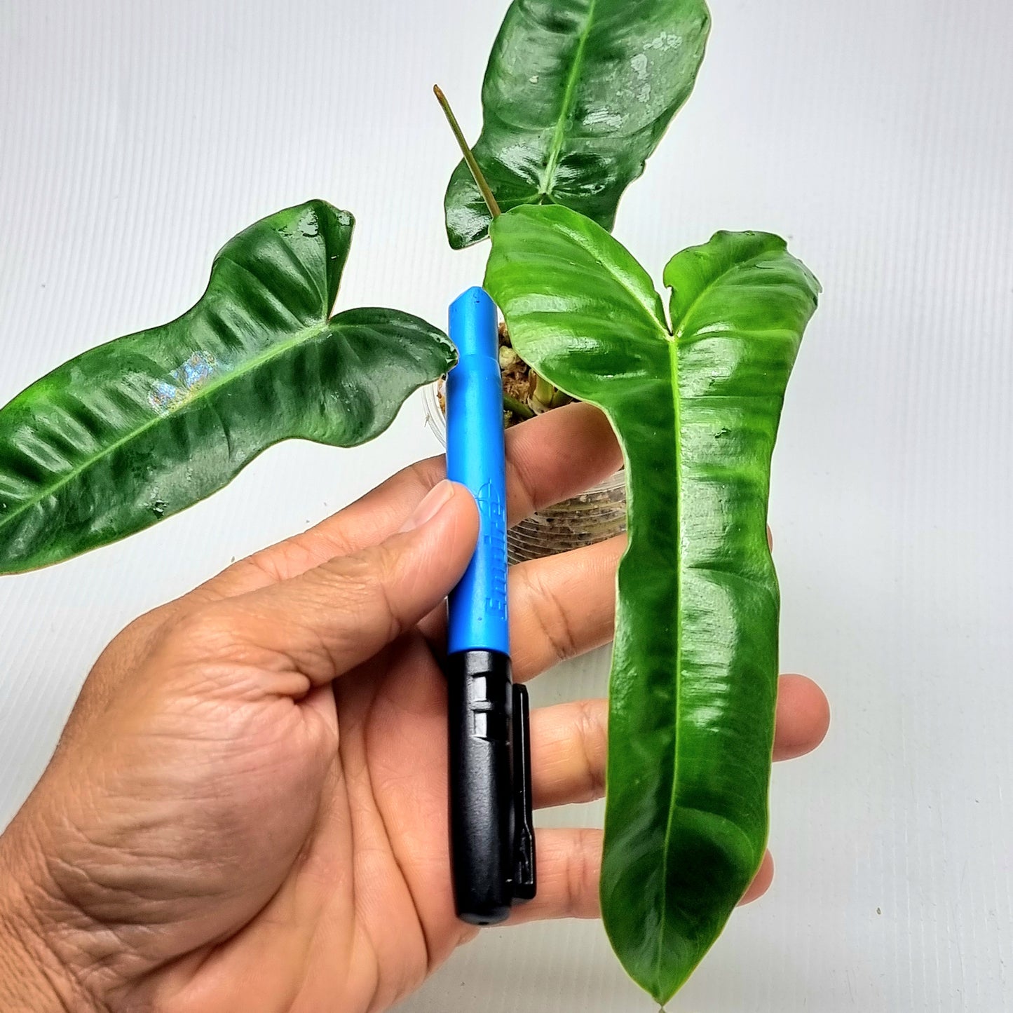 Philodendron Jennifer REVERTED (M)