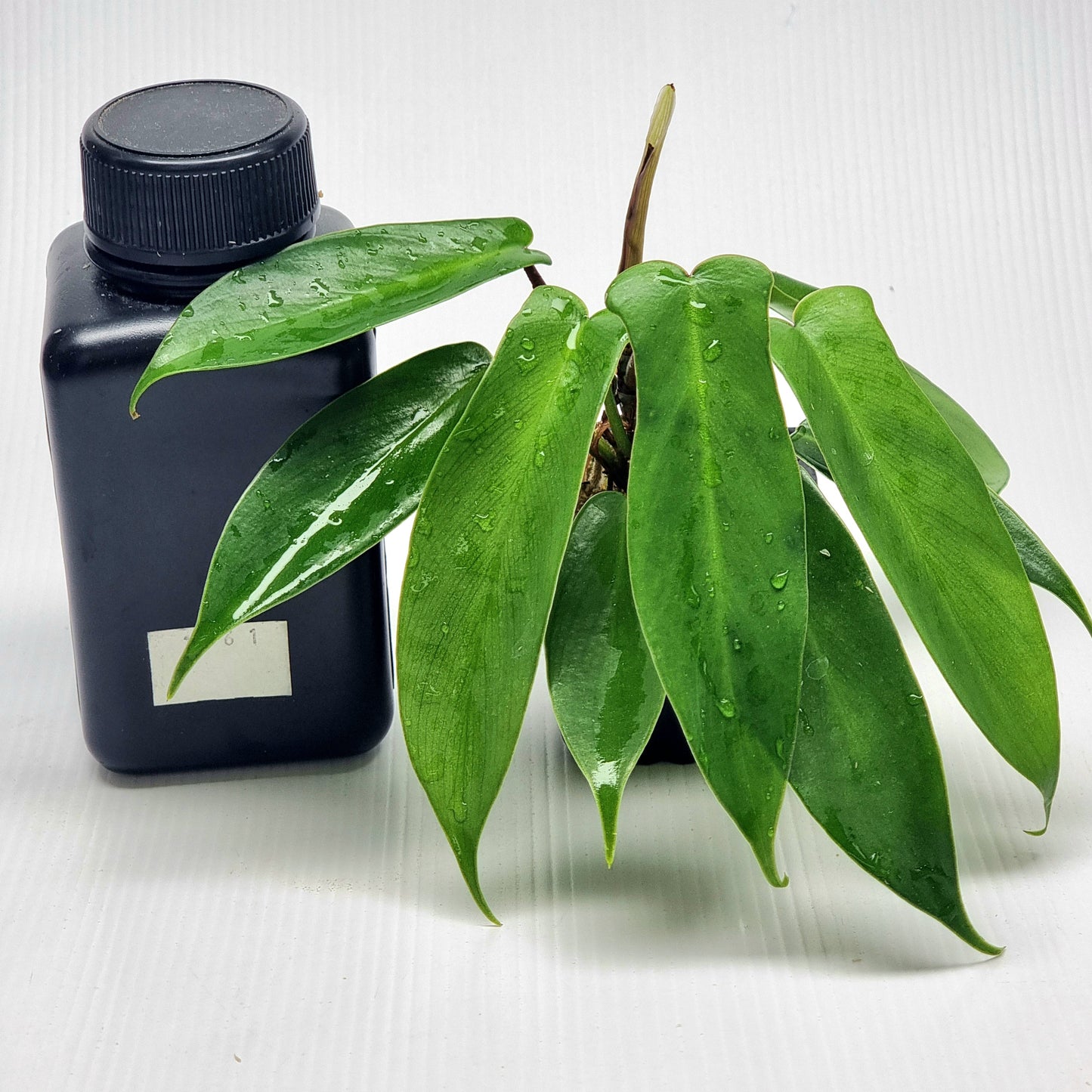 Philodendron Florida Beauty x P. mayoi Reverted