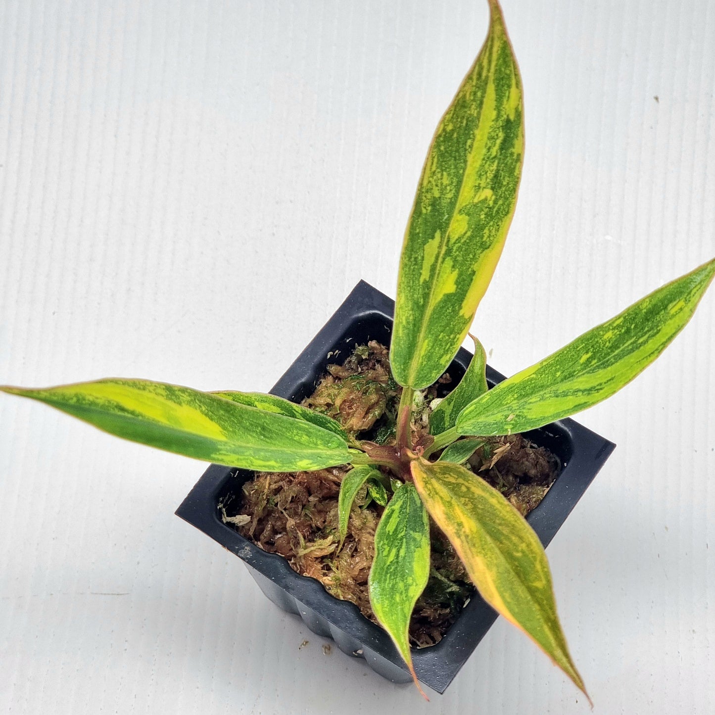 Philodendron Caramel Marble 🔥 Fire Tiger
