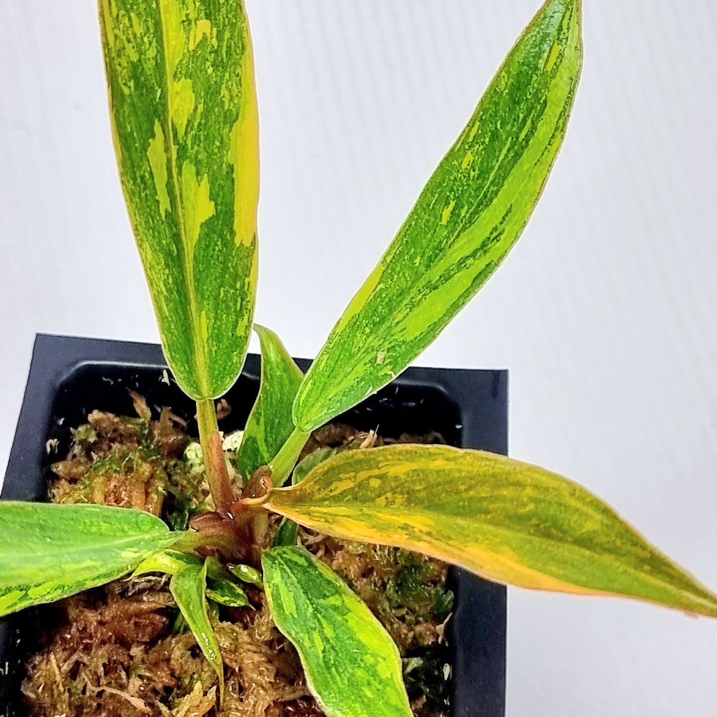 Philodendron Caramel Marble 🔥 Fire Tiger