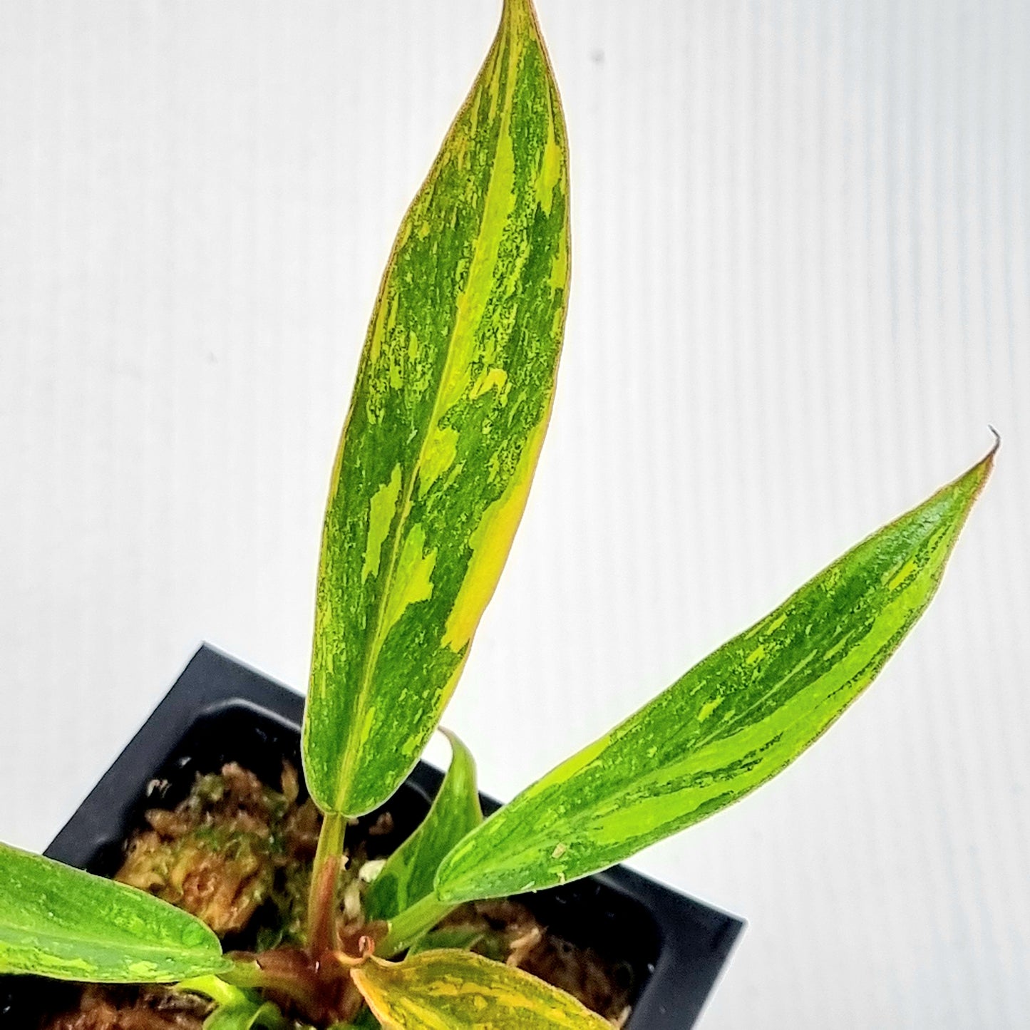 Philodendron Caramel Marble 🔥 Fire Tiger