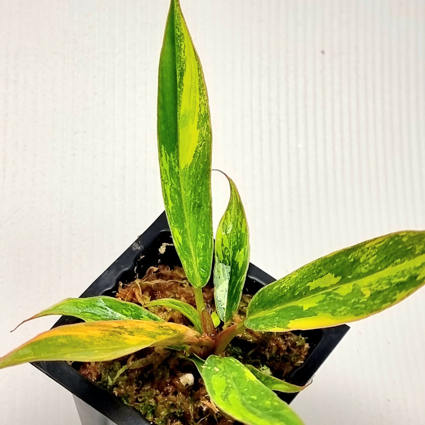 Philodendron Caramel Marble 🔥 Fire Tiger