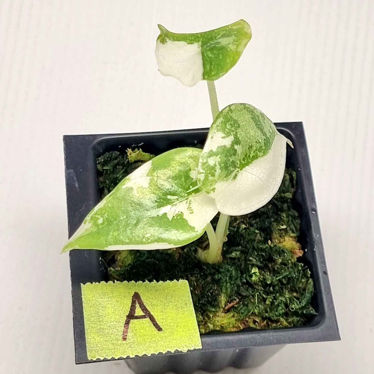 Alocasia Nebula Pink/Albo Variegated